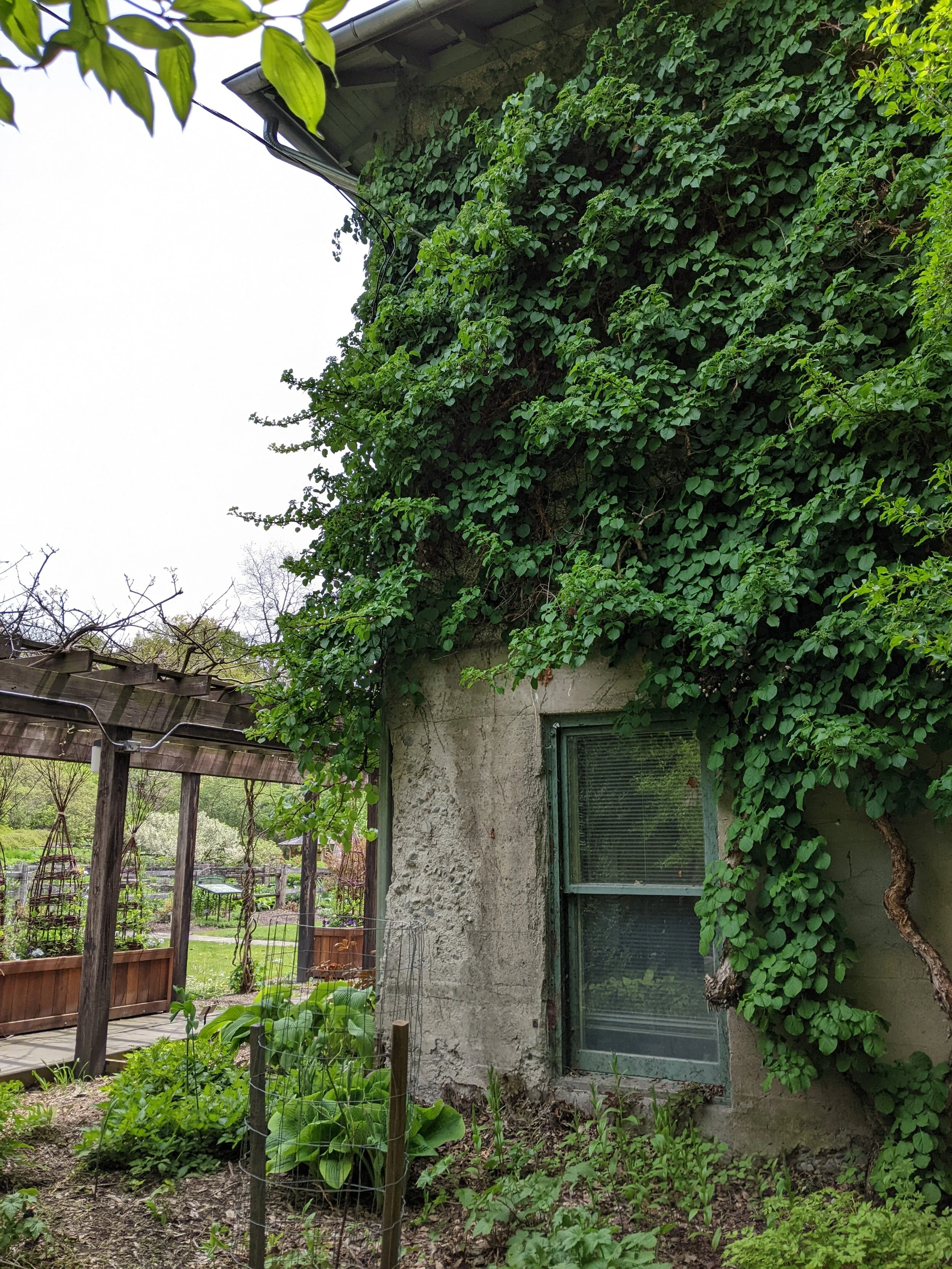 A stone building covered in ivy, with a pergola covered in vines in the background.