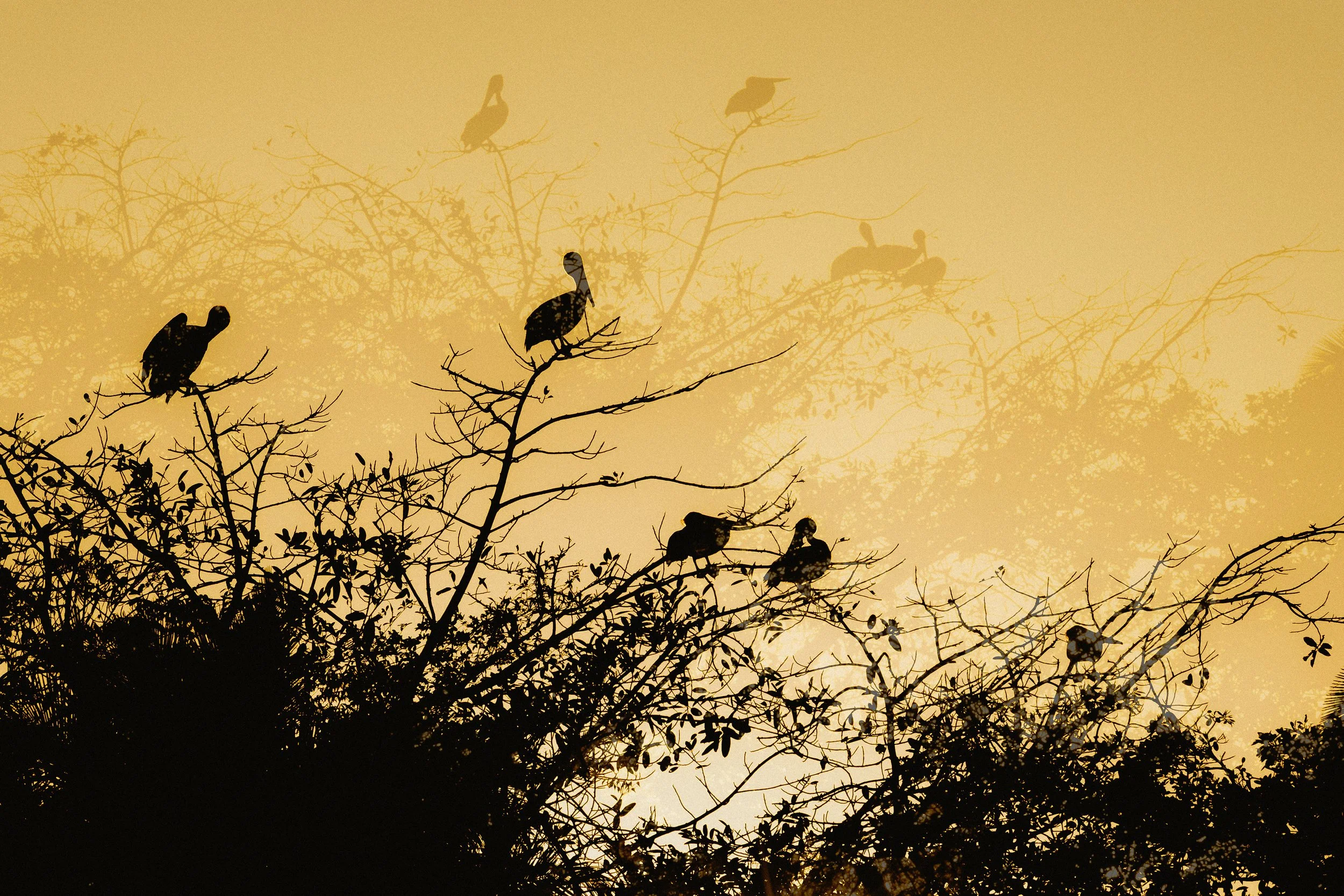 Silhouettes of birds perched on tree branches during sunset or sunrise, with multiple layers of branches creating a textured background.