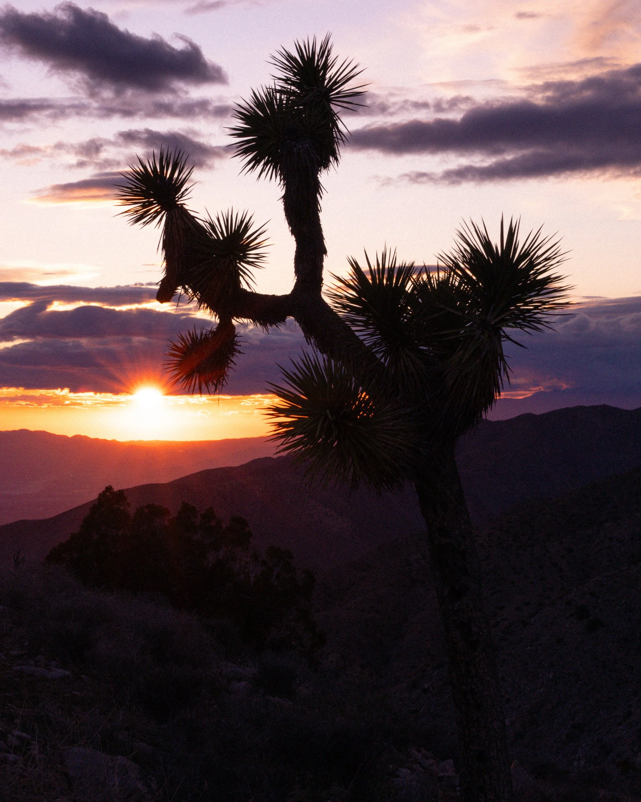 Silhouette of a Joshua tree against a sunset sky with clouds, mountains, and dark desert landscape.