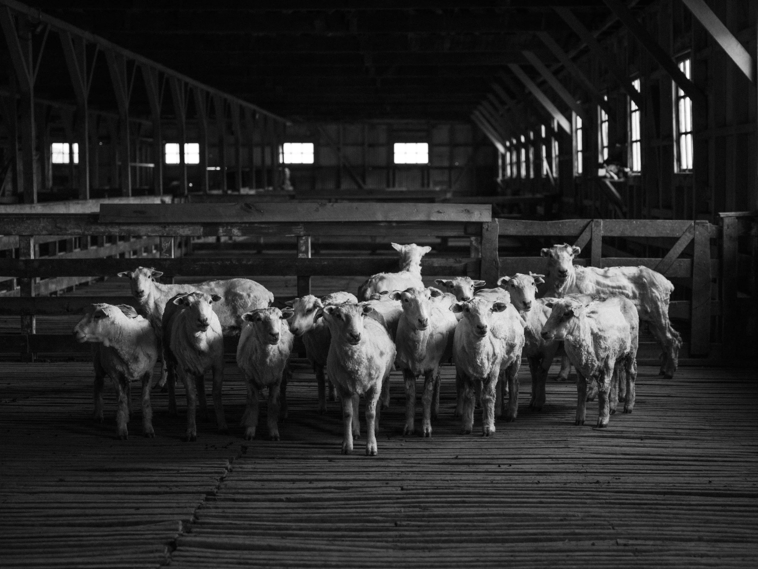 Inside a barn with wooden beams and walls, a group of young calves are standing and lying on the wooden floor, facing the camera. The barn has multiple windows allowing natural light to enter.