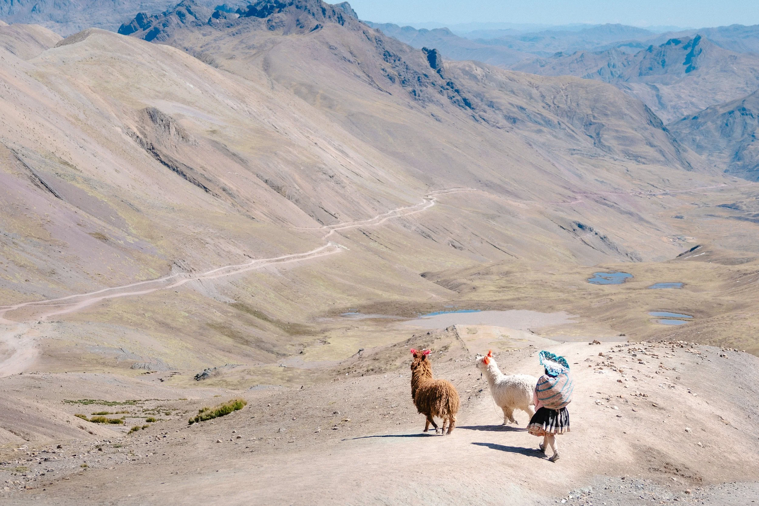 Three llamas walking in a mountainous landscape with patches of snow and a dirt trail, with a person in colorful clothing in the foreground.