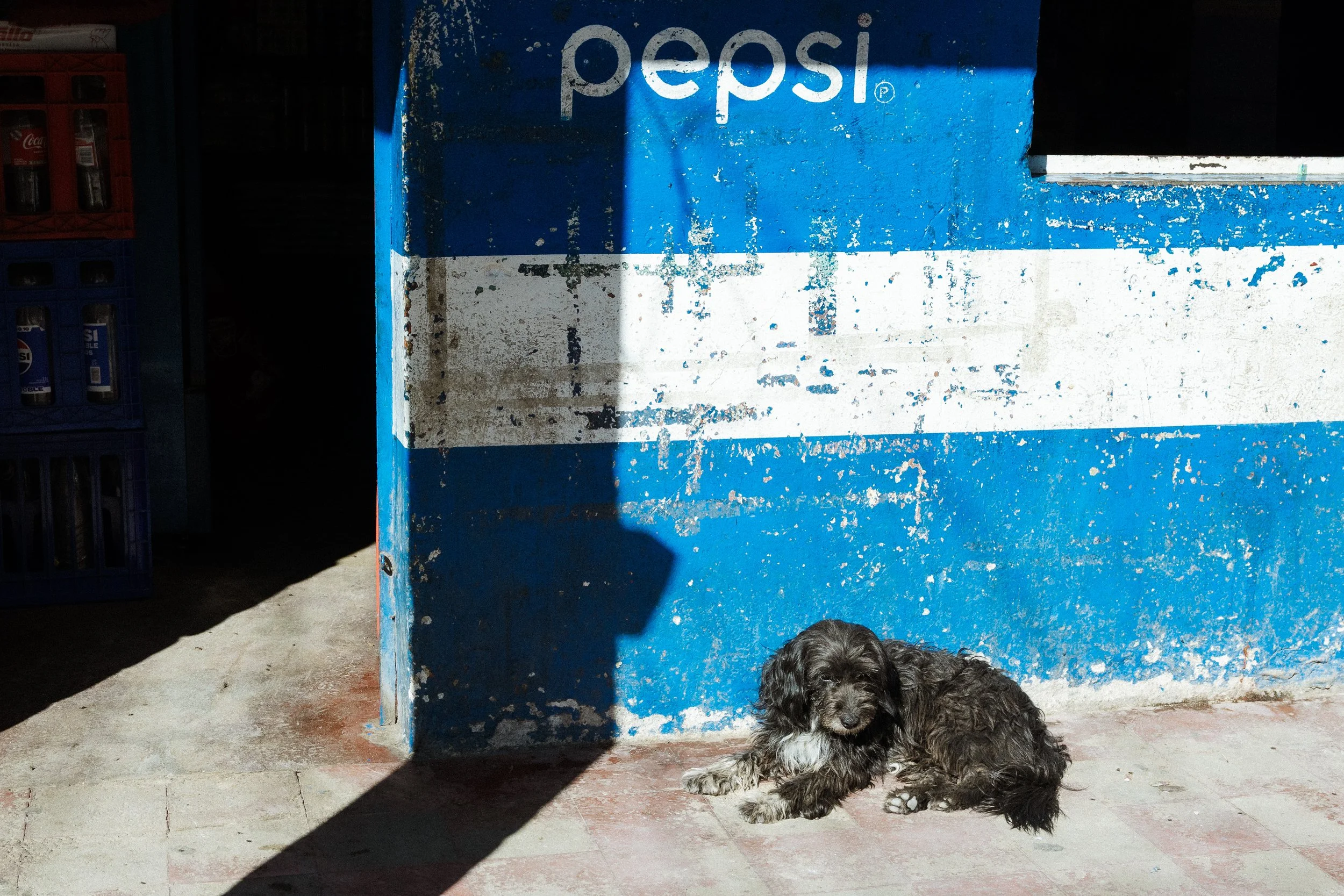 A black and gray dog sitting on the ground in front of a blue, weathered wall with a large Pepsi logo. The dog's head is slightly lowered and it has curly fur.