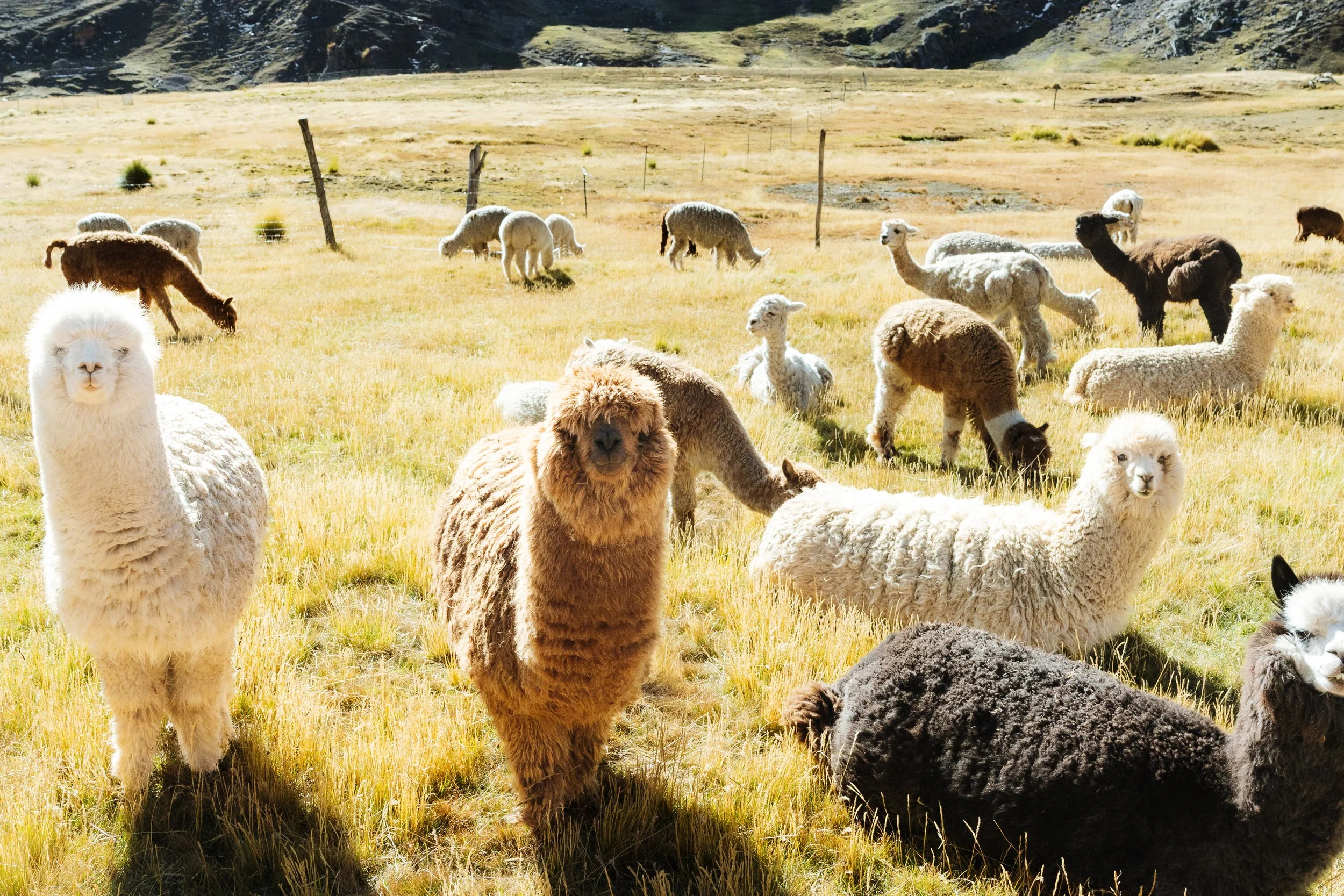 A group of alpacas grazing on a grassy field with mountains in the background.