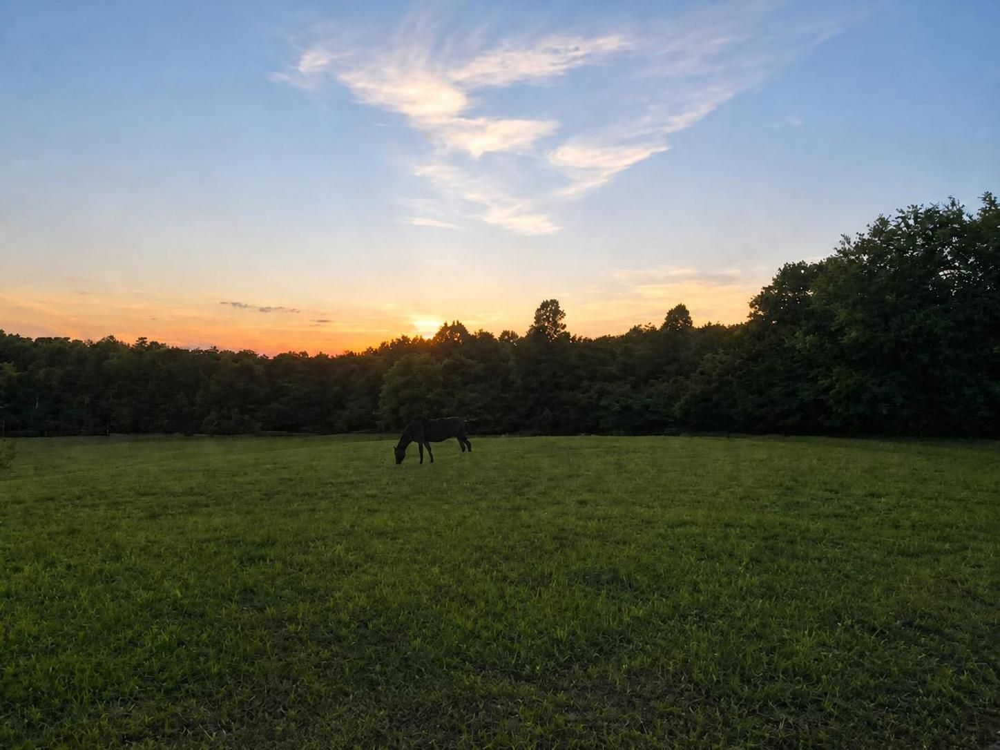 A black horse grazing in one of our fields during sunset, with trees in the background and a partly cloudy sky overhead.