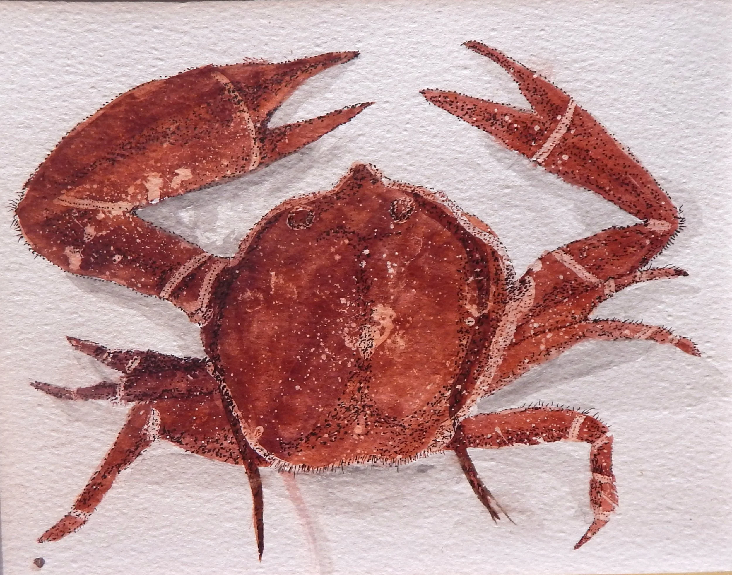 A detailed crab is illustrated with expressive pen work and soft watercolor washes that highlight its texture and form.