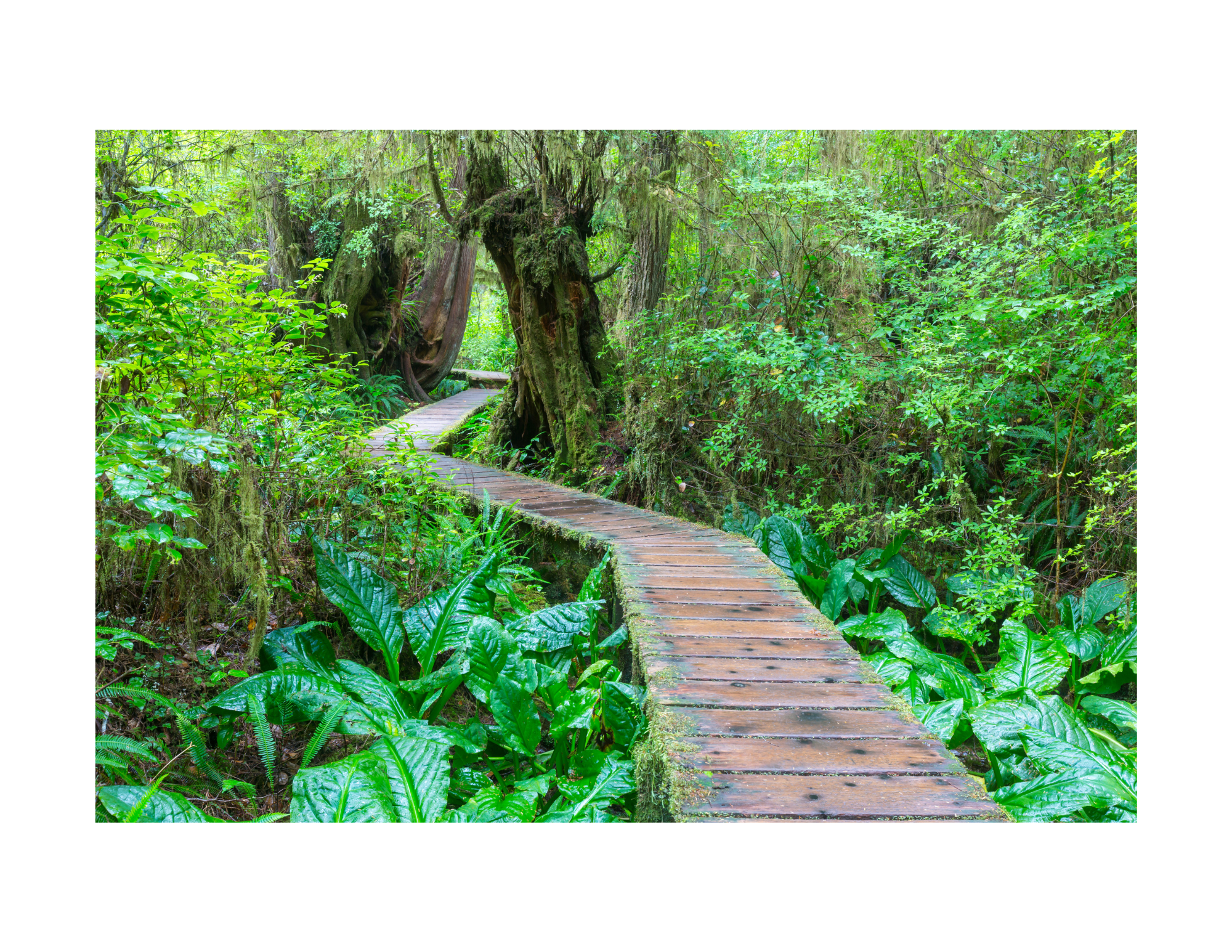 A wooden boardwalk winding through a lush green forest dense with trees, moss, and tropical plants.