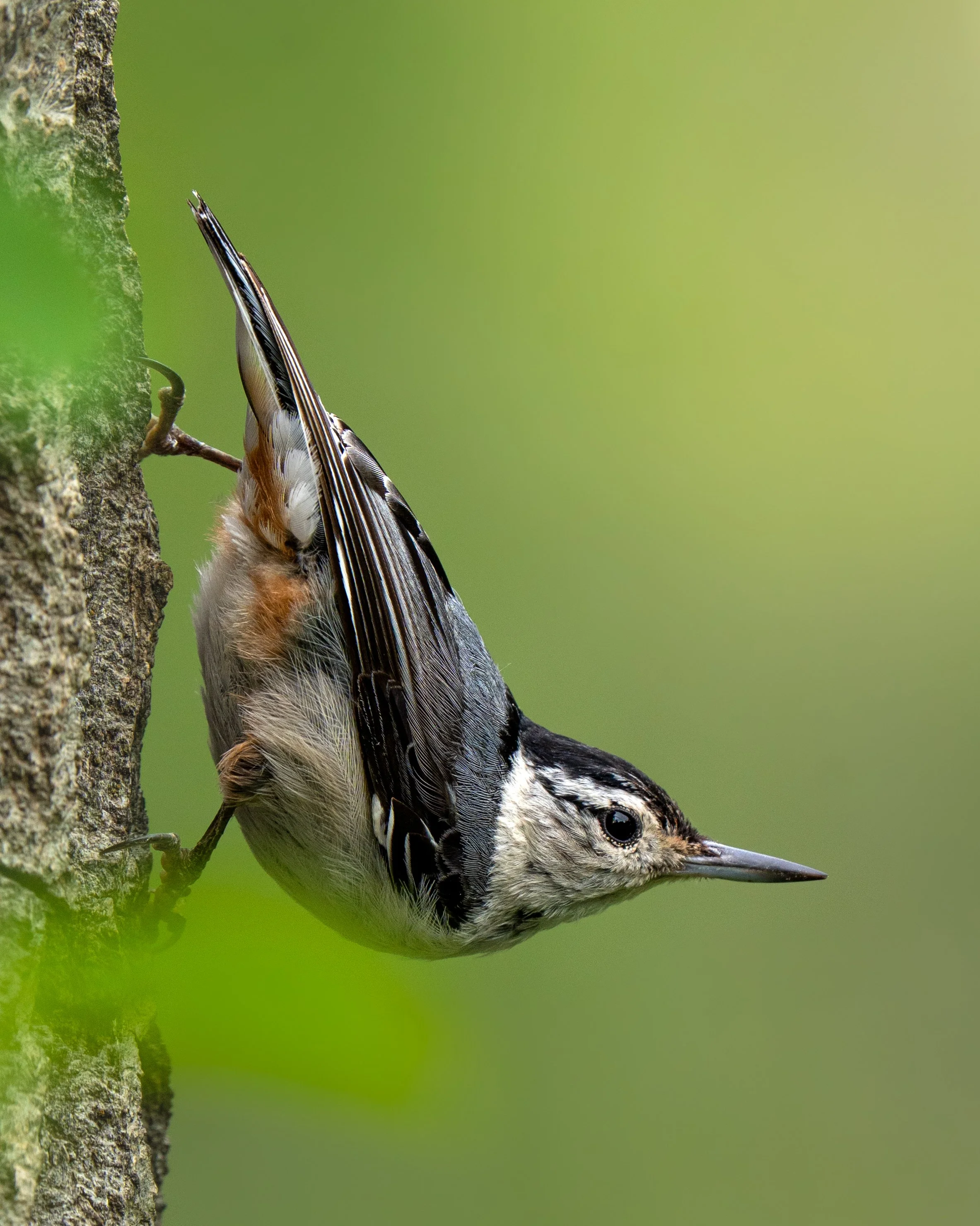A white-breasted nuthatch is hanging upside down on the side of a tree trunk, with a blurred green background.