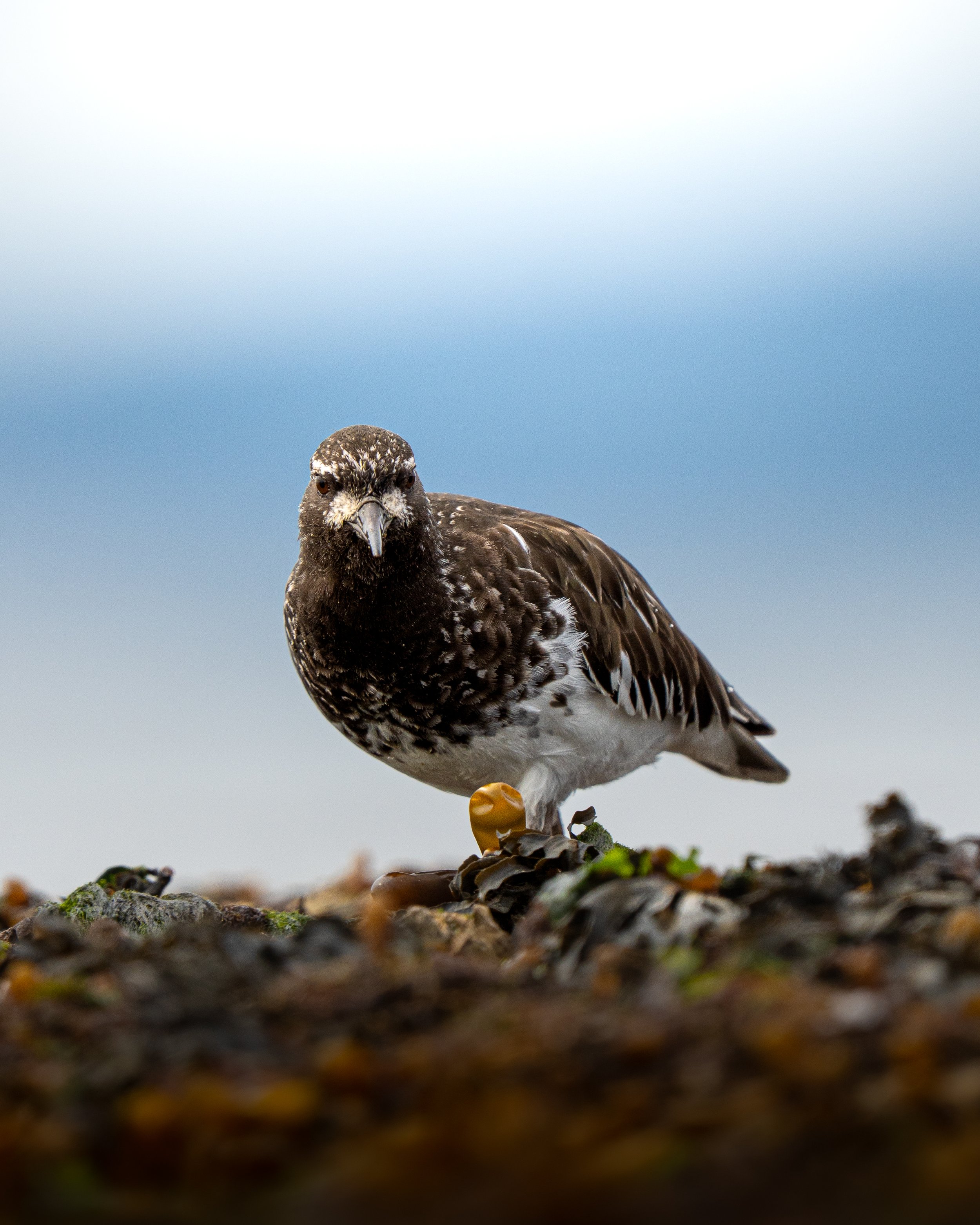 A Black Turnstone foraging on the shore with a blurred sky in the background.