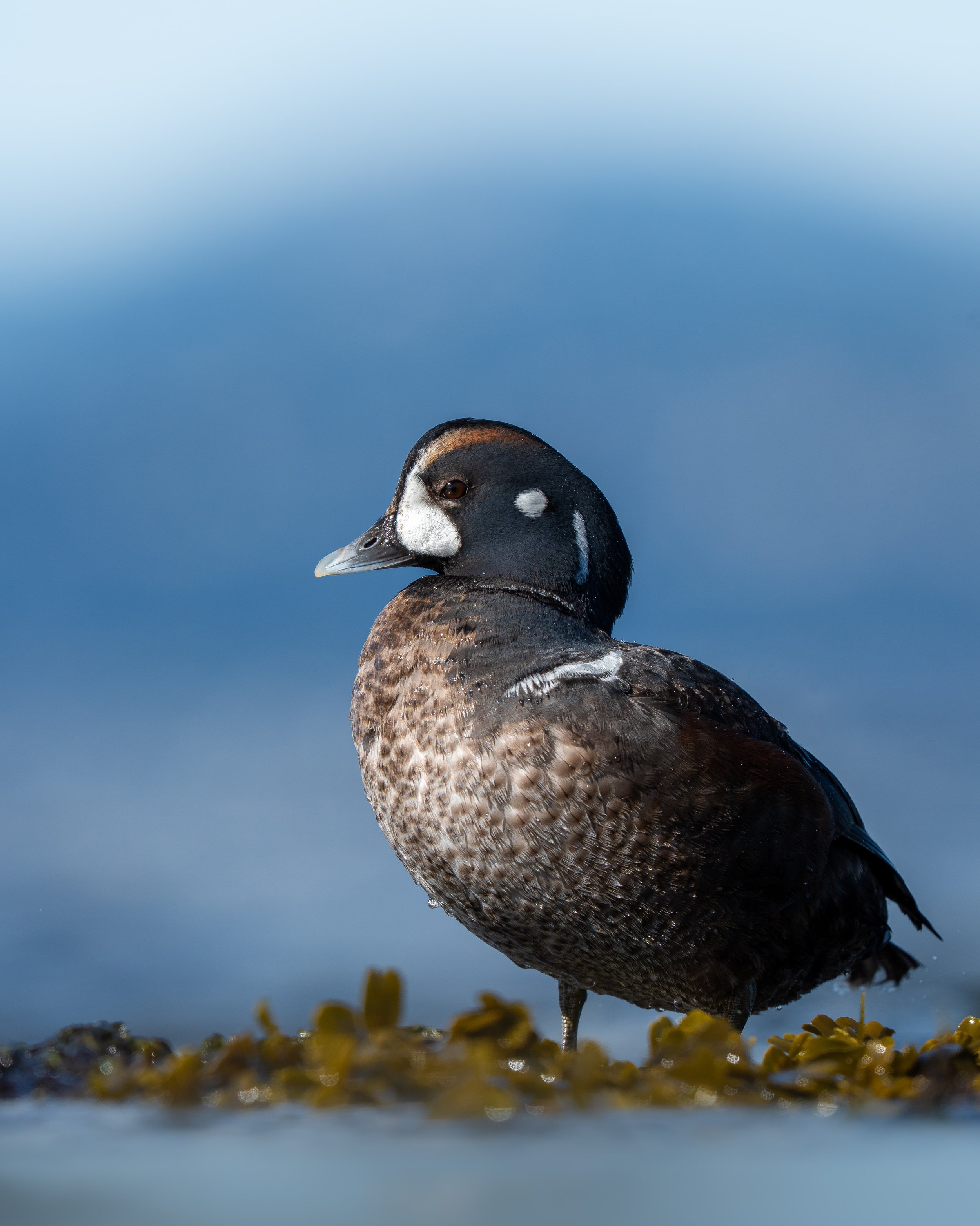 Close-up of a harlequin duck standing on yellow seaweed with a calm blue ocean and sky in the background.
