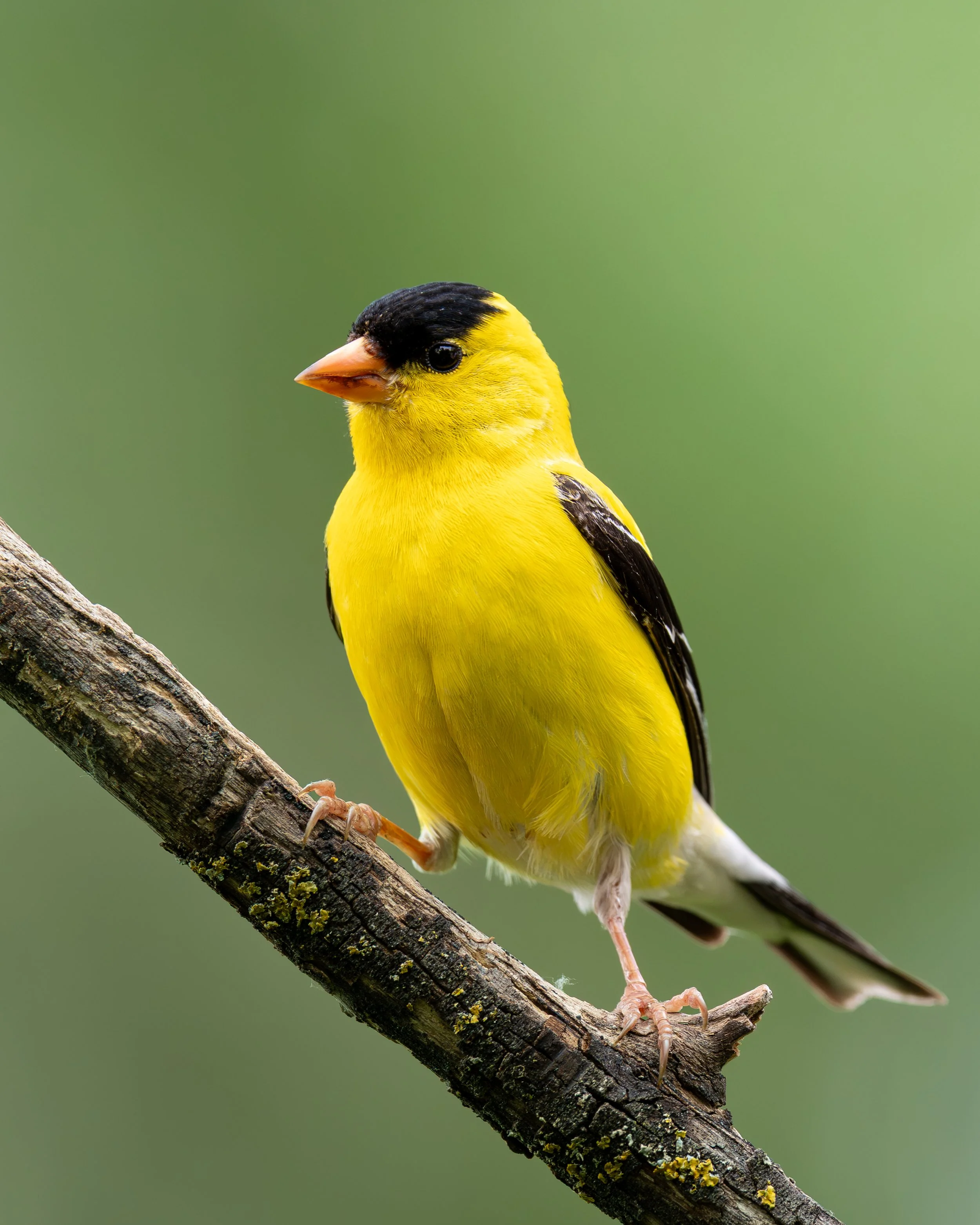 An American Goldfinch perched on a textured tree branch with a green blurred background.