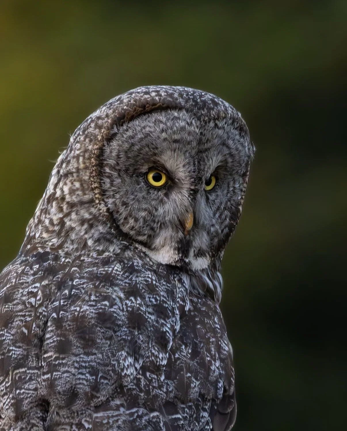 Close-up of a great gray owl with yellow eyes and mottled gray and white plumage, looking to the side against a blurred dark green background.