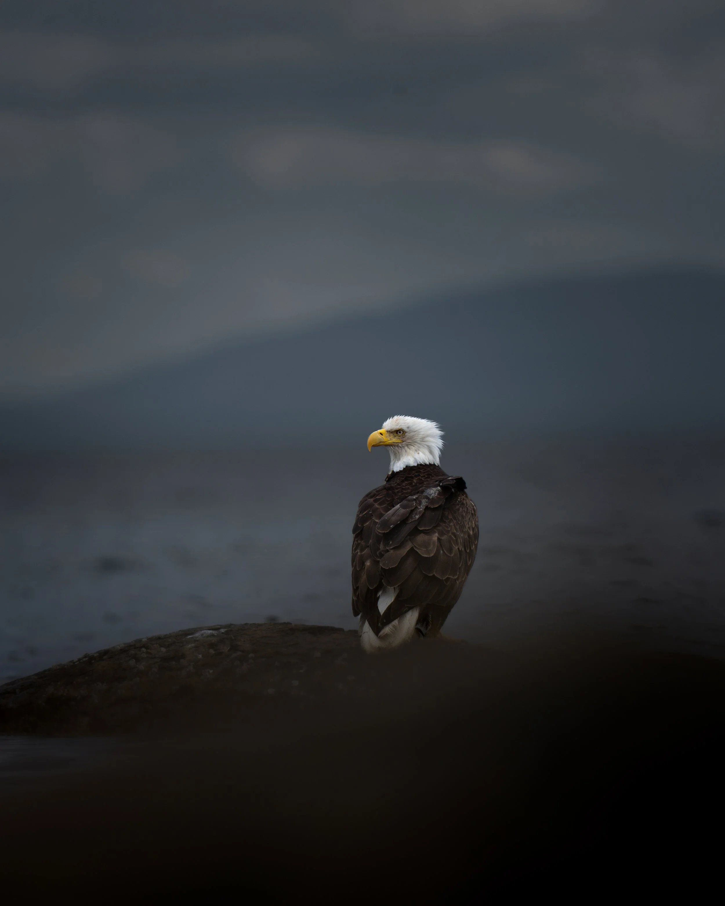 A bald eagle standing on a dark rock, with dark cloudy skies overhead.