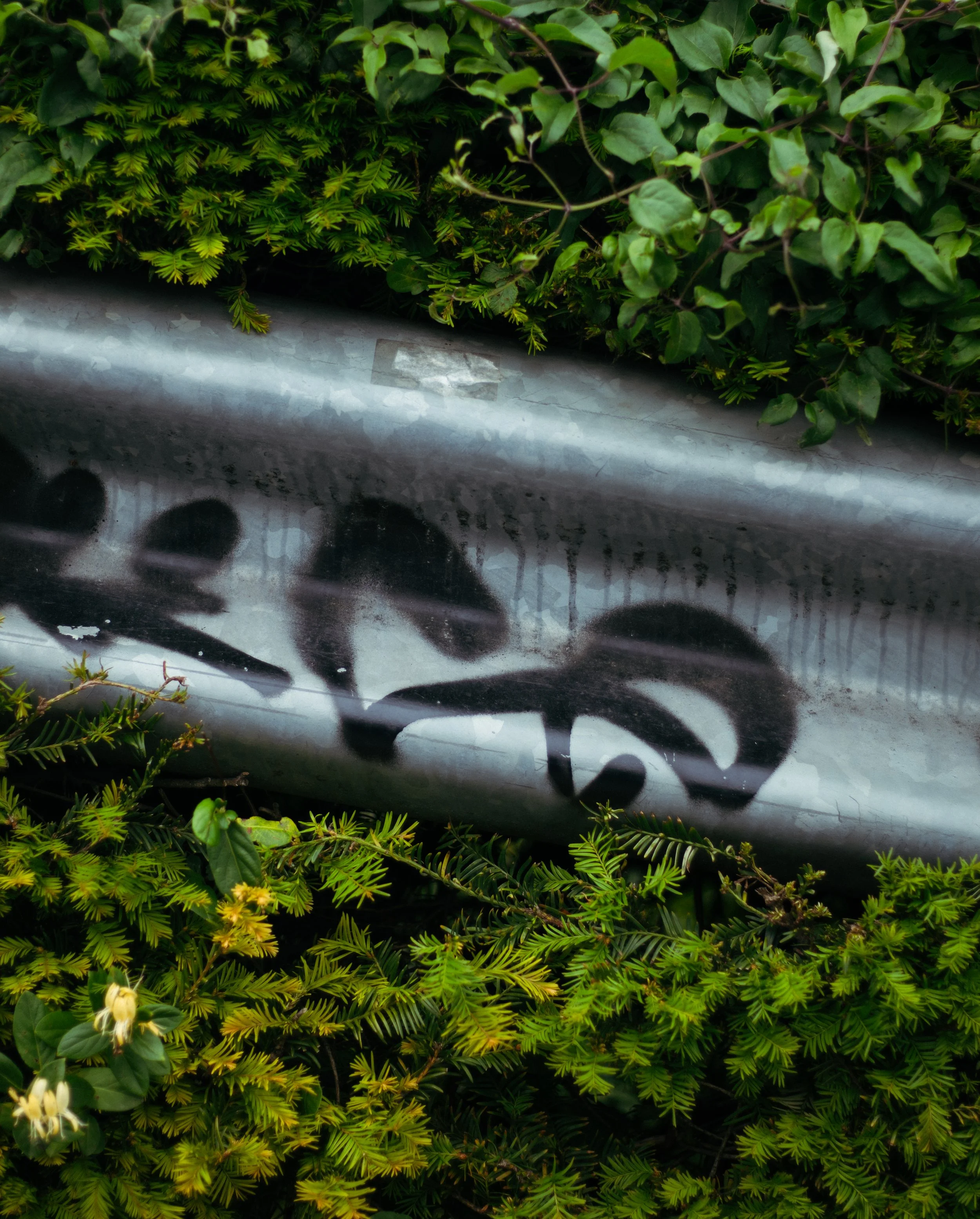 Close-up of green leafy plants with a metal surface in the background.