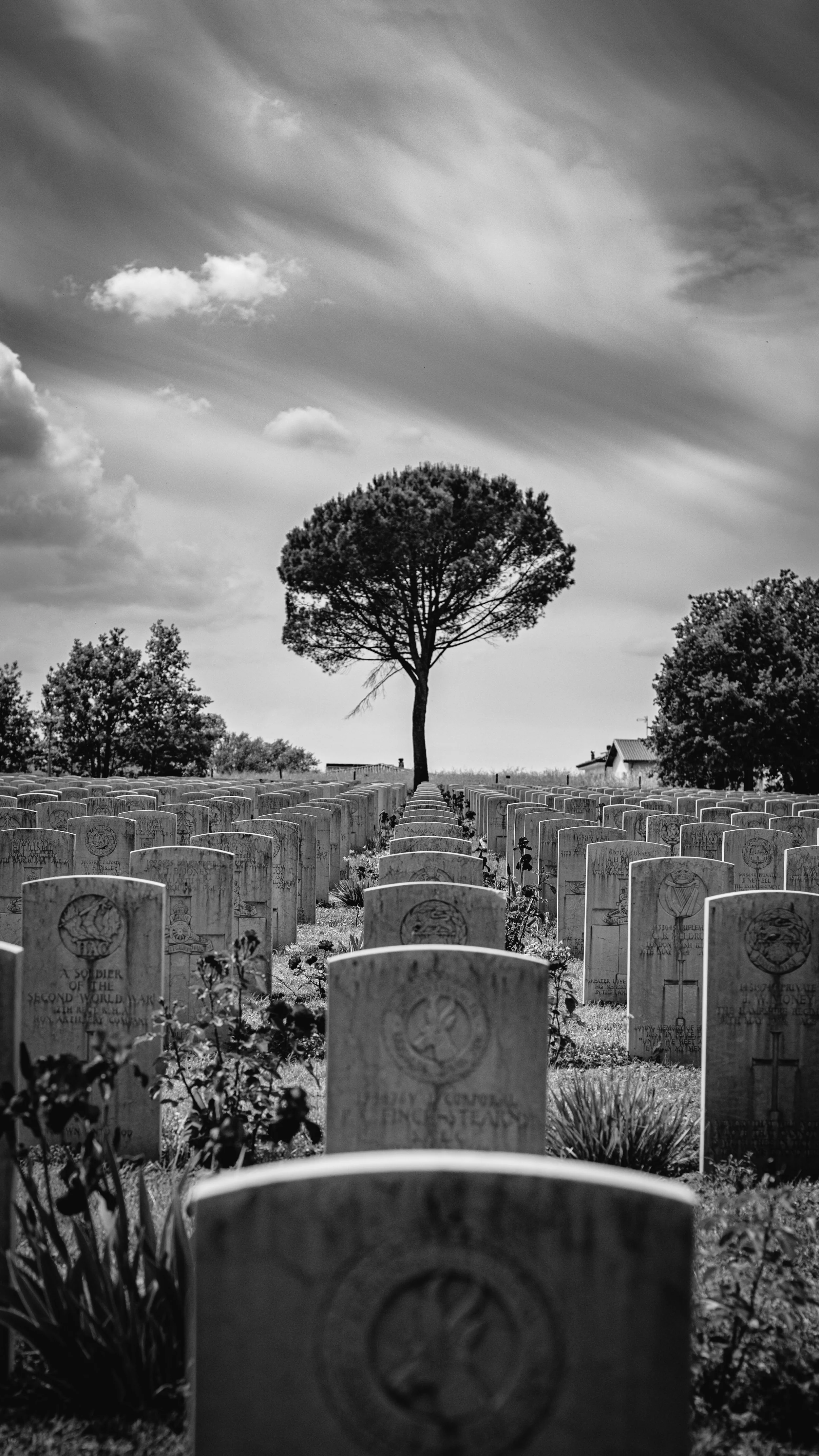 Black and white photo of a military cemetery with rows of gravestones, a tree in the distance, and a cloudy sky.