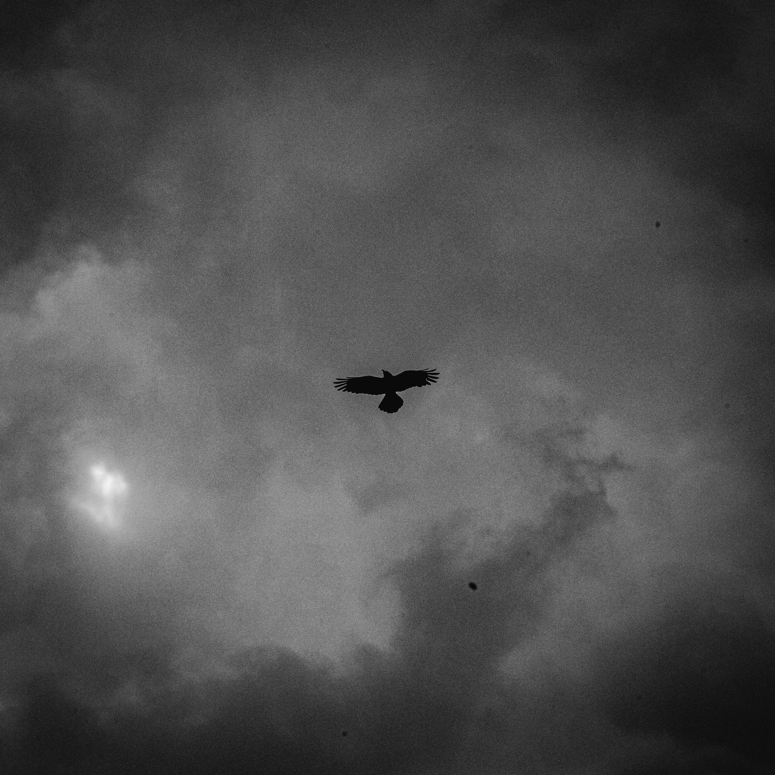 A silhouetted bird flying against a dark, cloudy sky with the moon or sun partially visible in the bottom left corner.