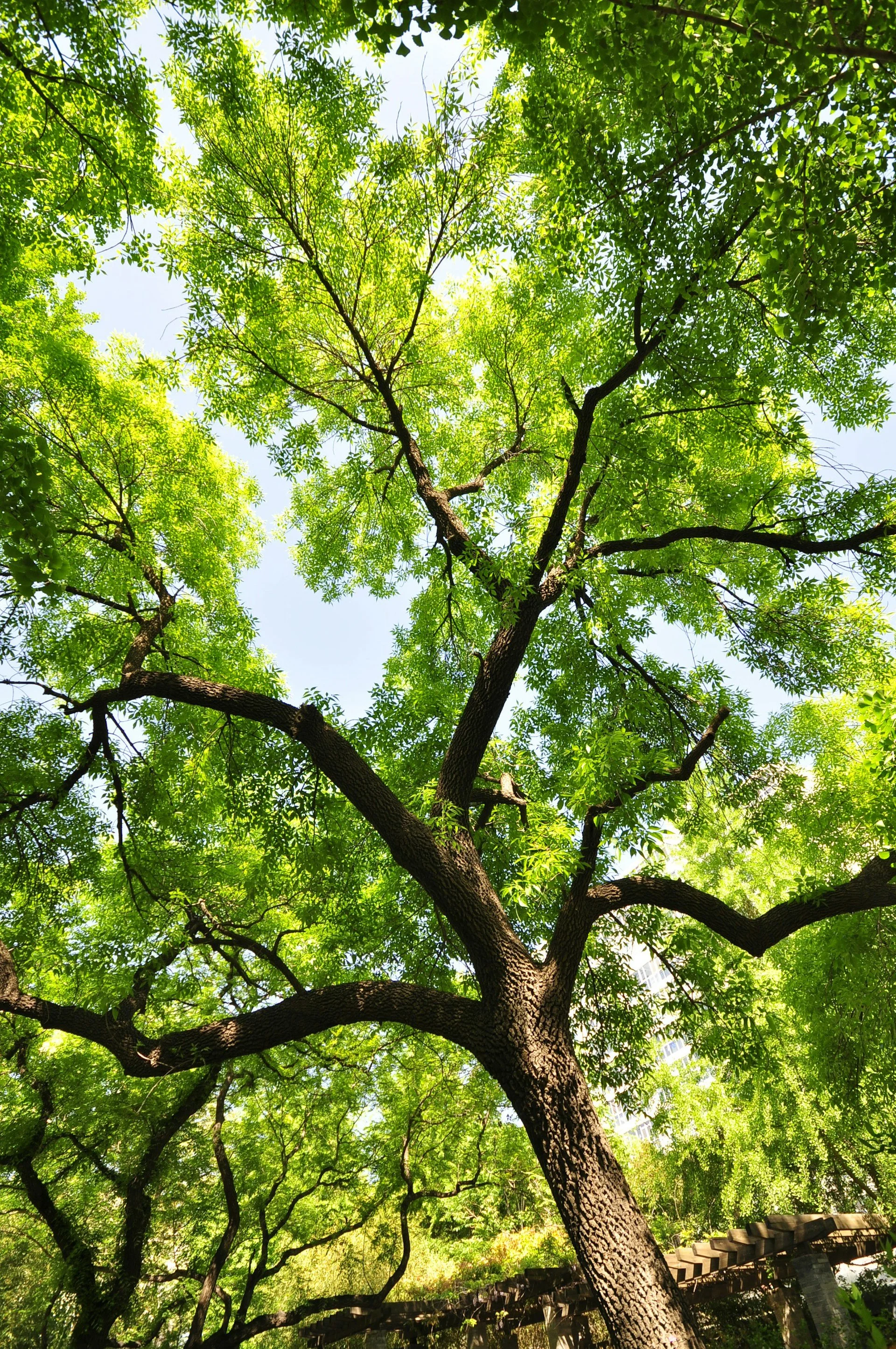 View of a large tree with bright green leaves and dark branches, looking up toward the sky on a sunny day.