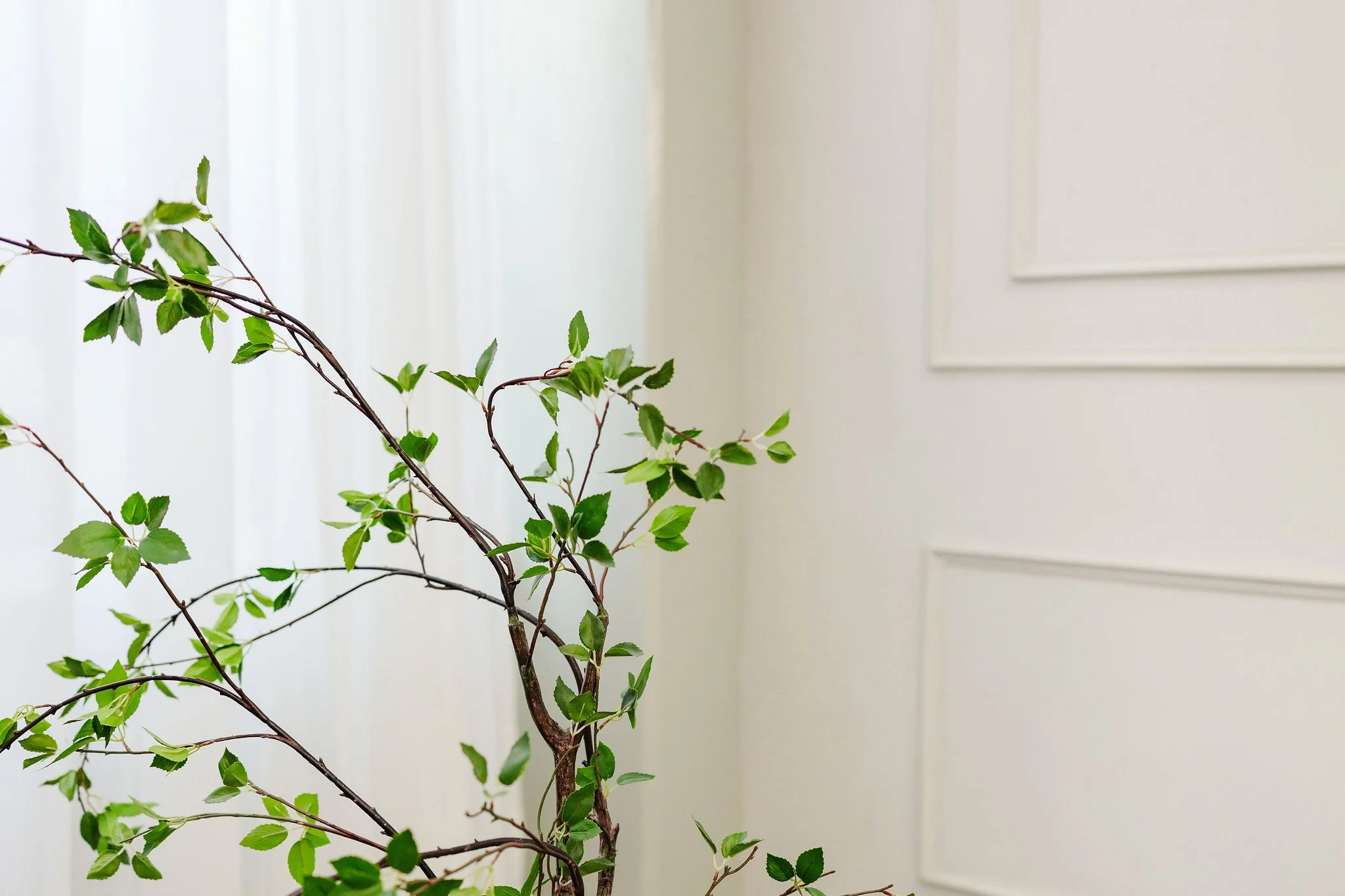 A leafy green plant with small leaves and thin branches in front of a white wall and a white door.