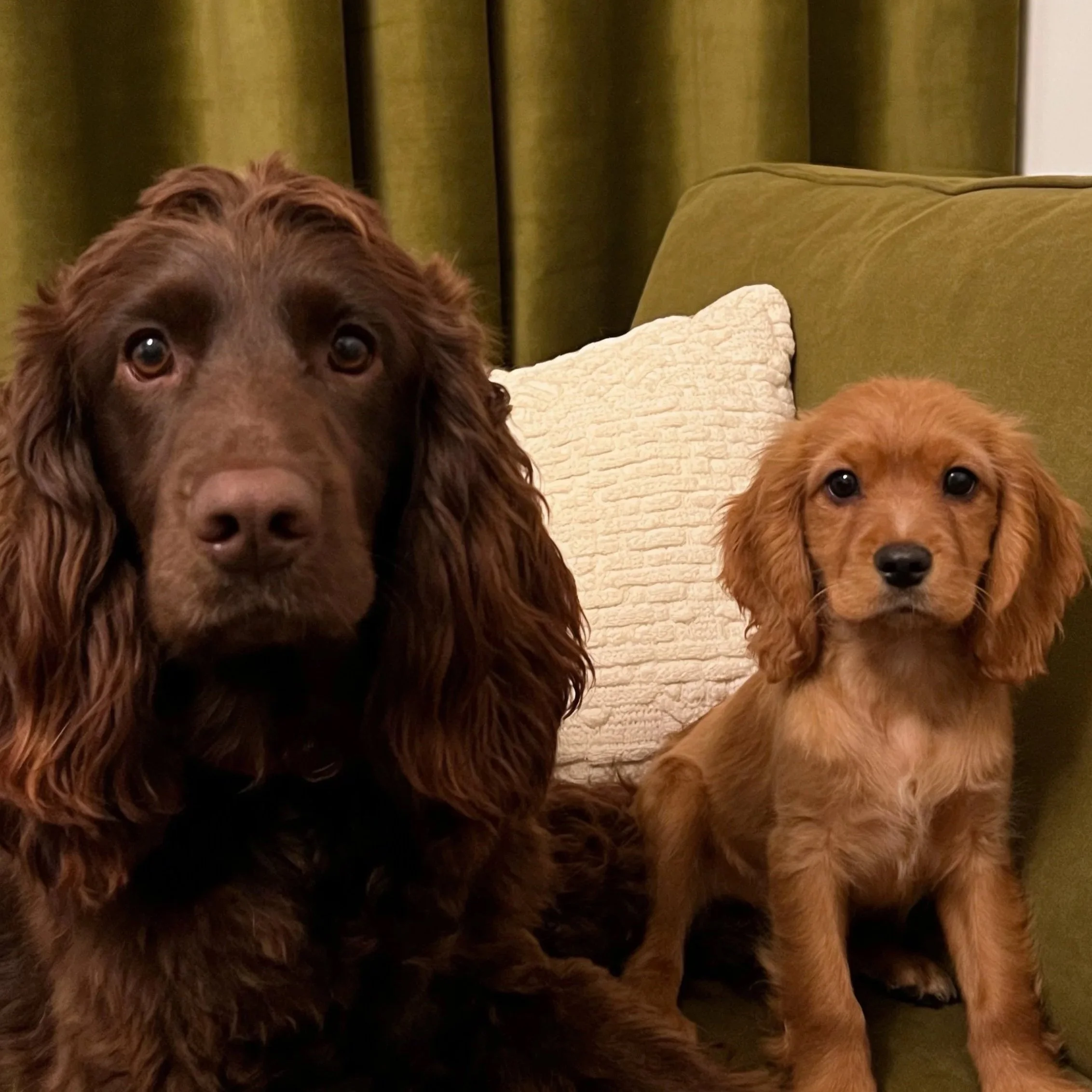 Sebby and Olive sitting together at home in front of olive-green curtains.
