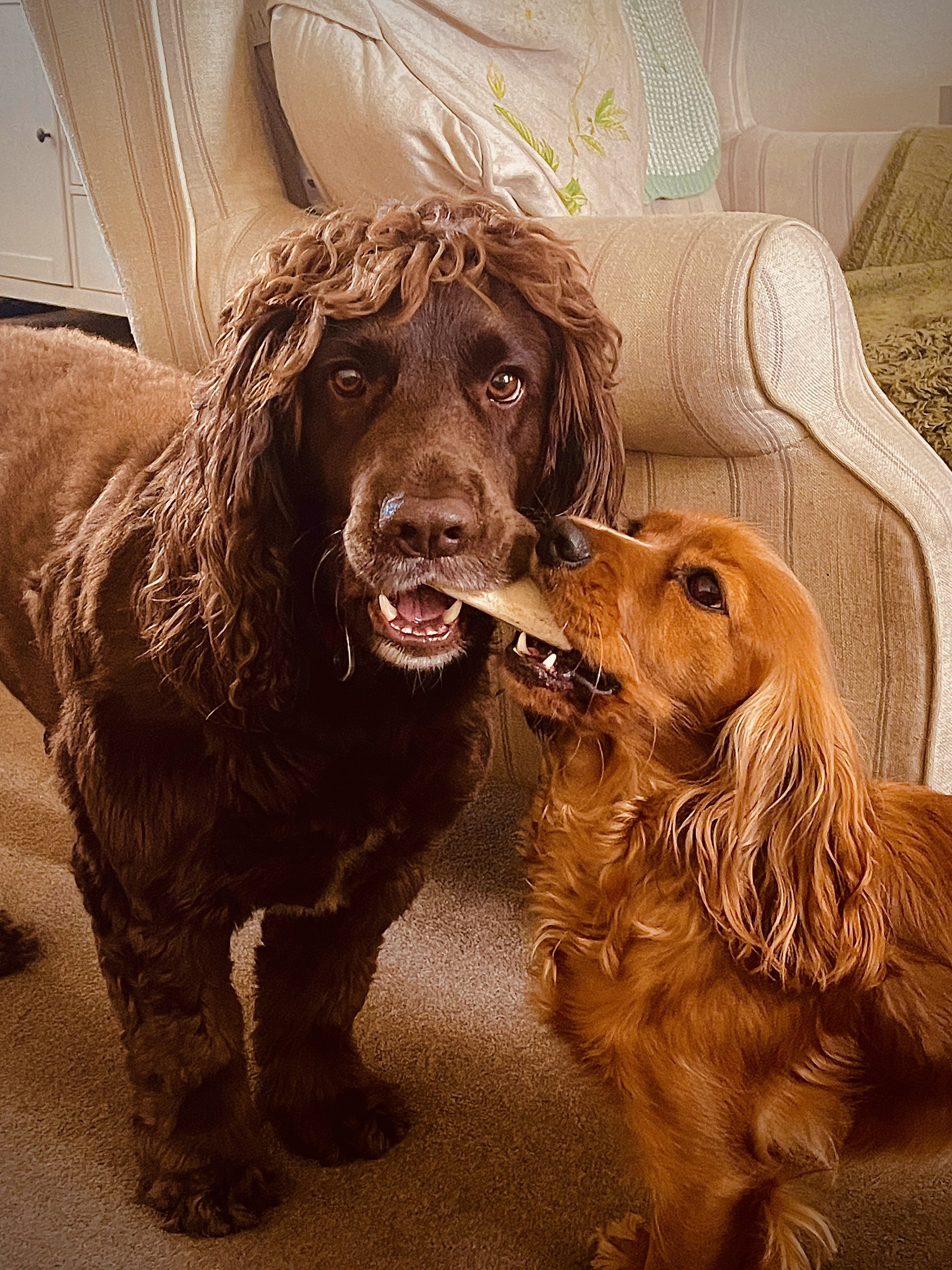 Sebby and Olive playing together at home.