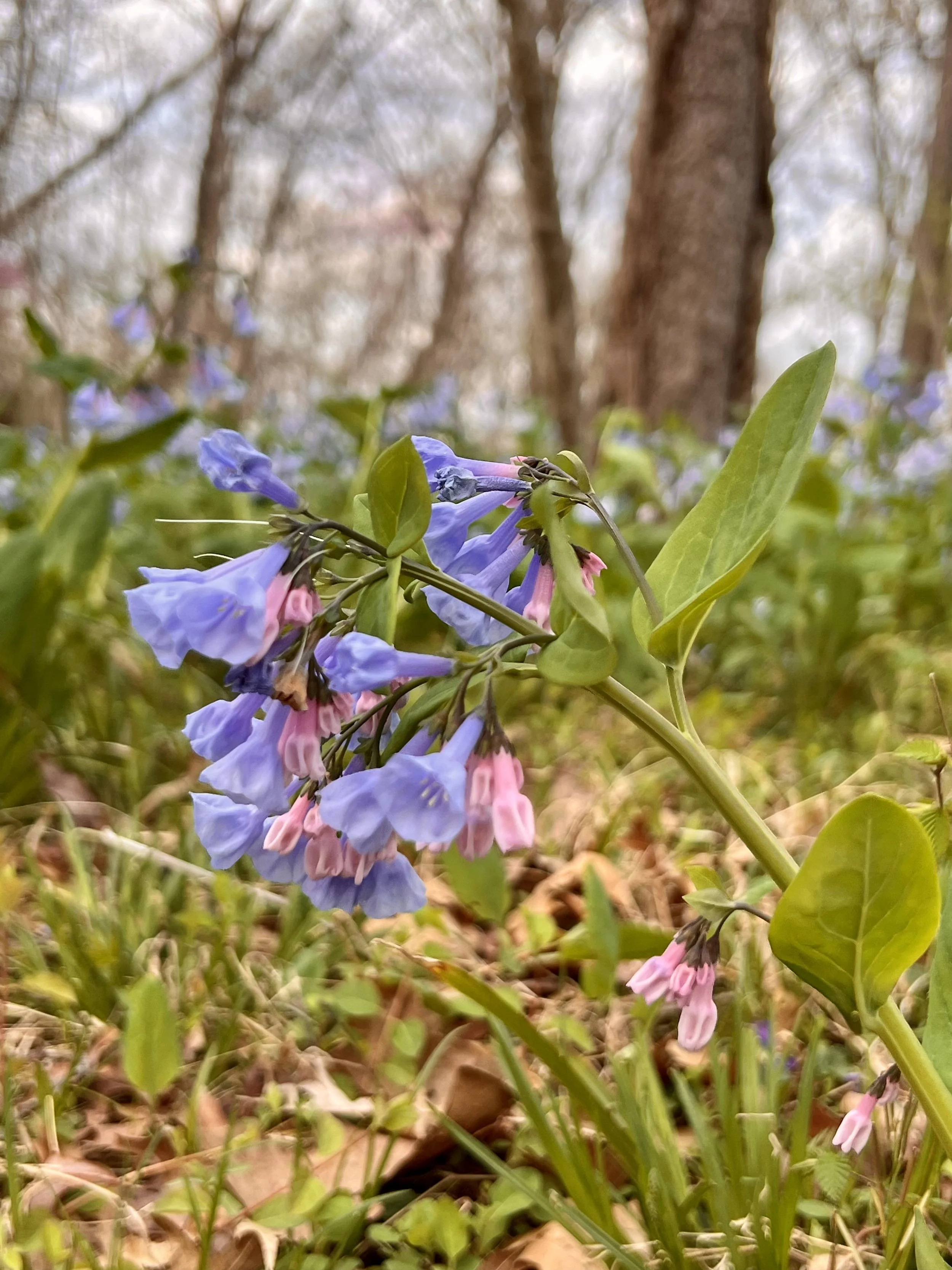 Virginia bluebell flower
