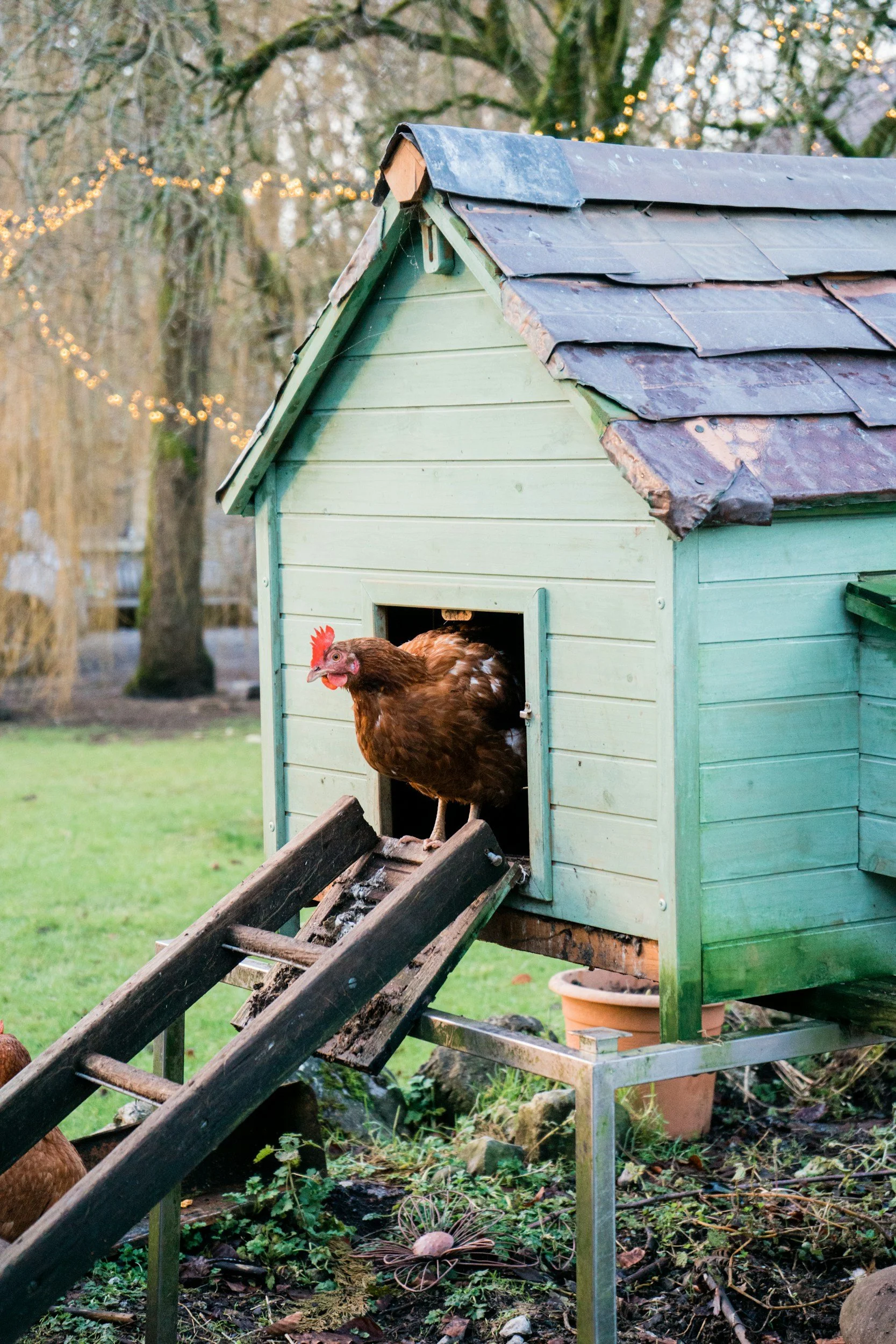 The Chickens Arrive Tomorrow