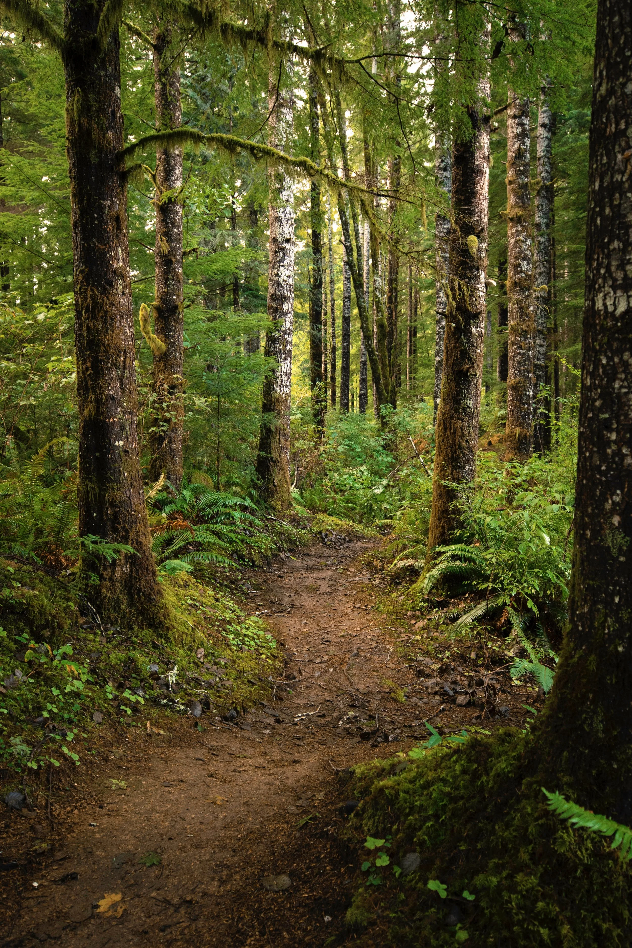 A dirt trail winding through a lush green forest with tall trees covered in moss and ferns along the ground.