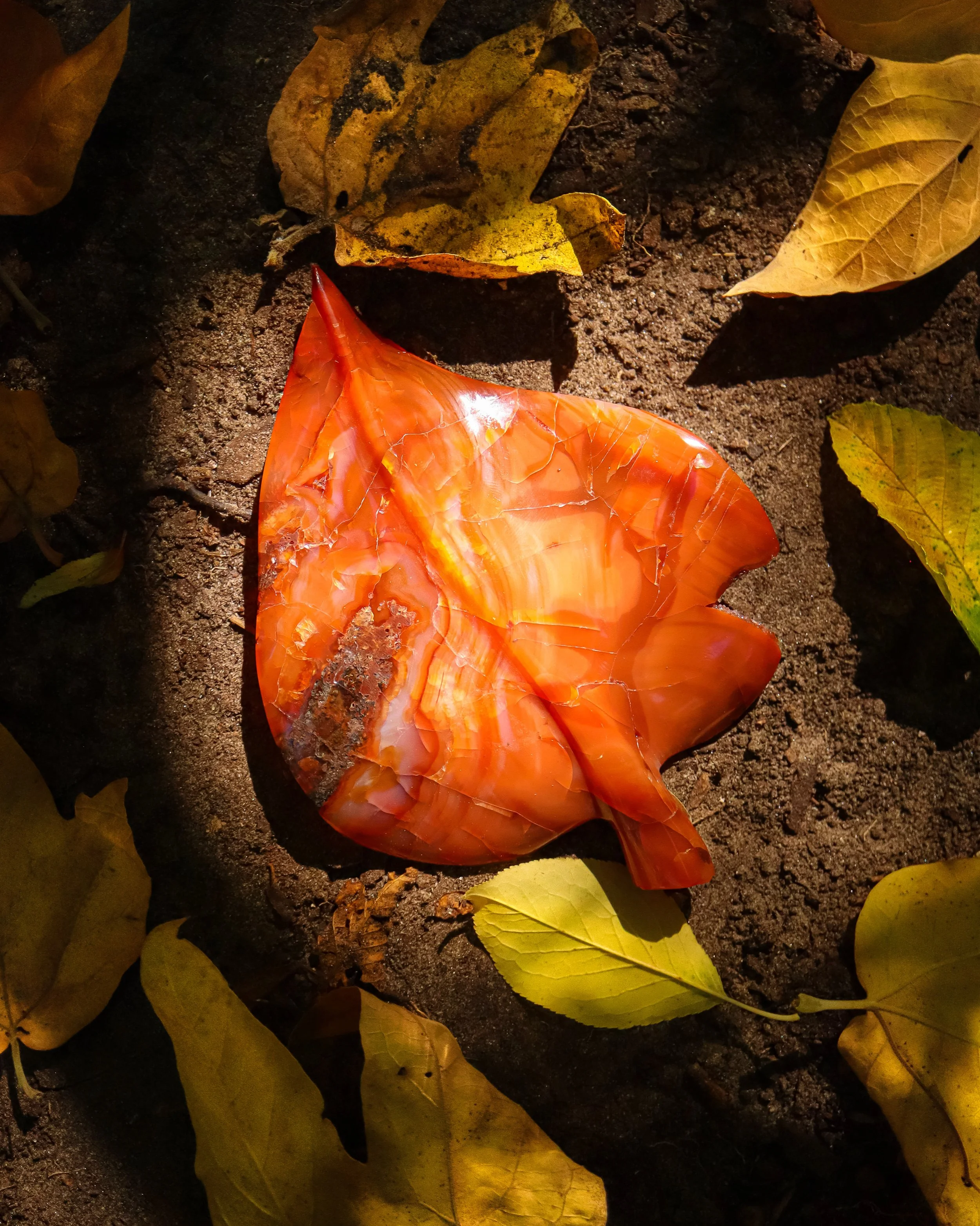 Fallen autumn leaves on dark soil, including a shiny orange patterned stone or shell among the leaves.