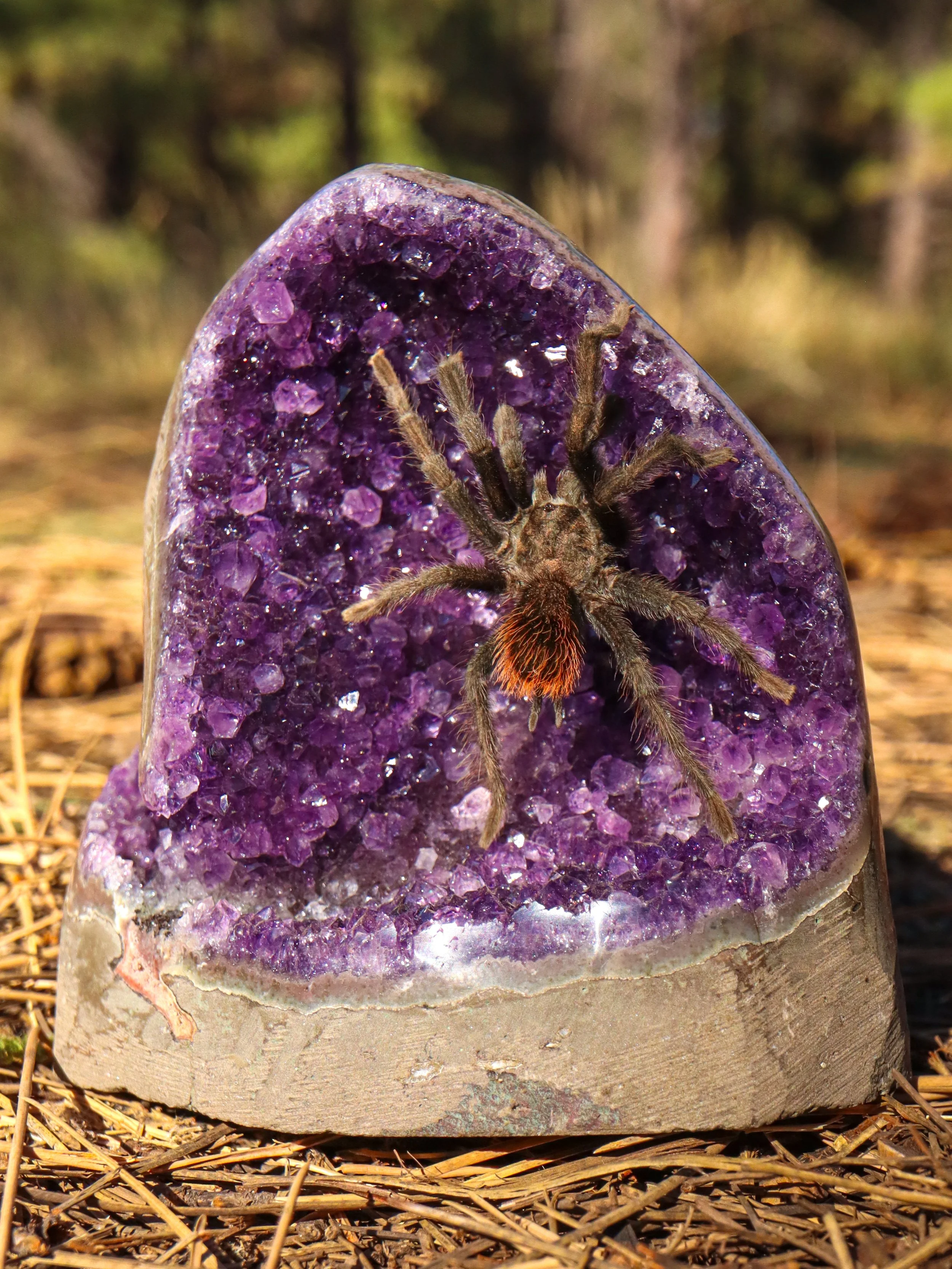 A large piece of amethyst crystal with a spider sitting on it, outdoors on the ground with grass and dirt.