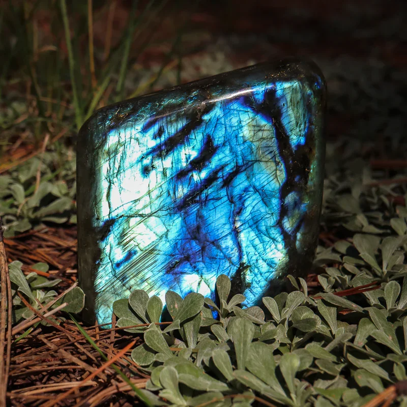 A polished labradorite gemstone with iridescent blue and green hues, placed on green ground cover with small leaves and twigs.