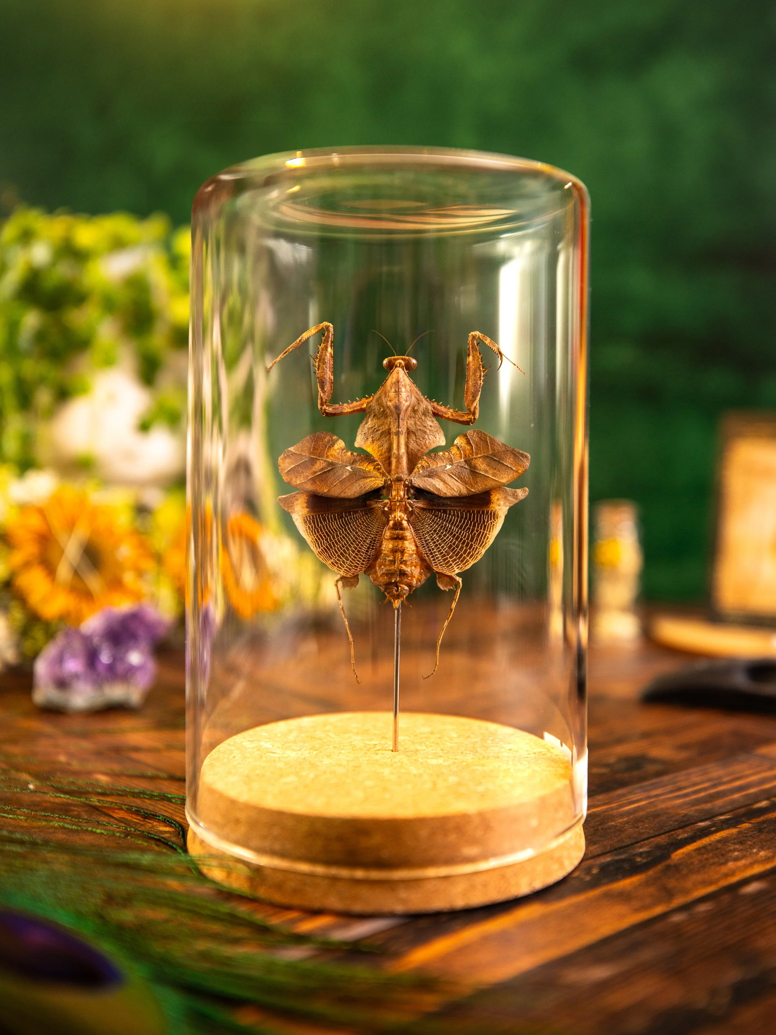 Bugs-6.JPG