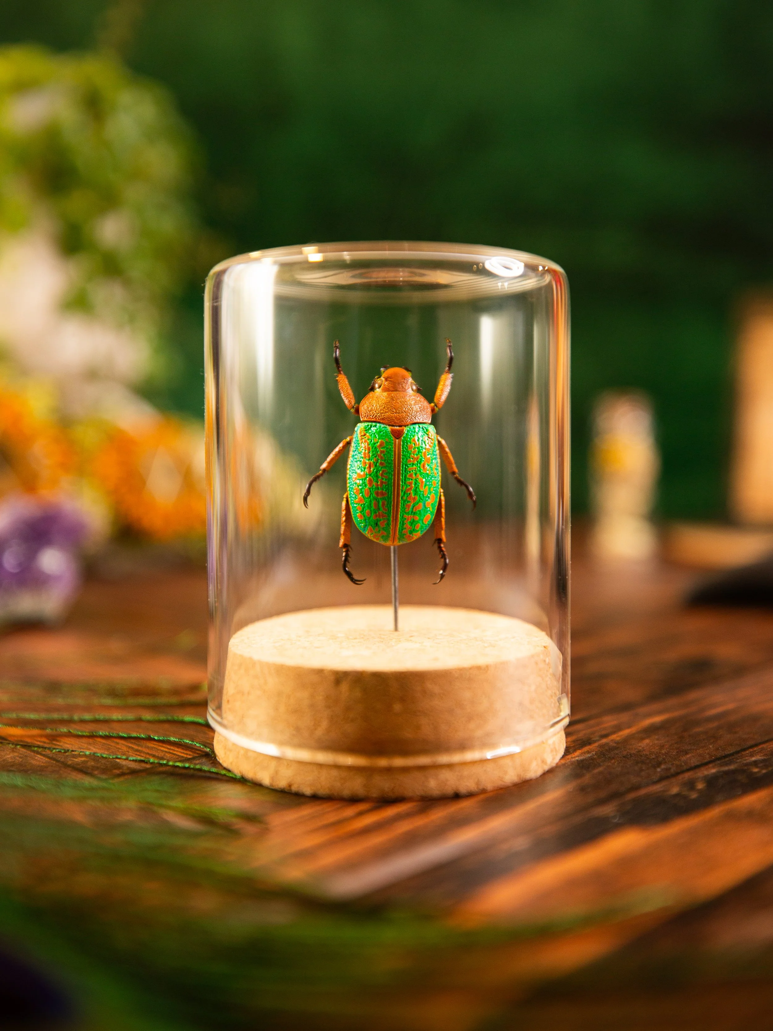 A colorful beetle on a small stand inside a clear cylindrical display case, with a blurred background of flowers and greenery.