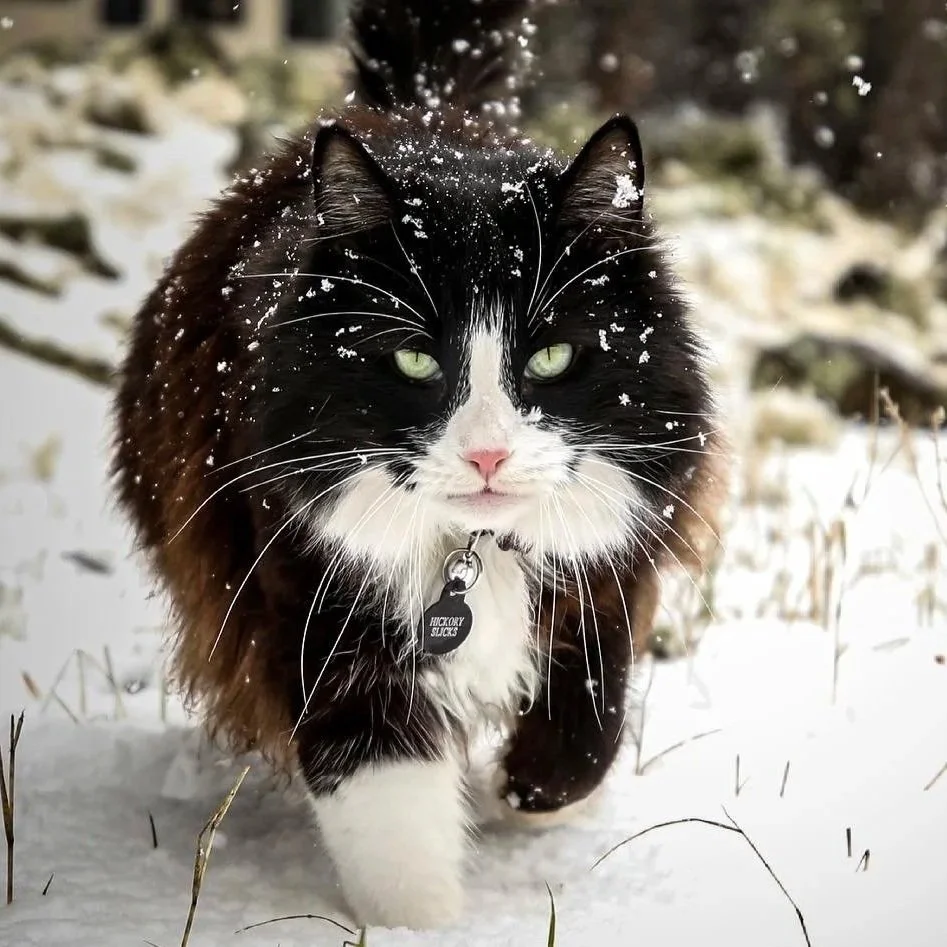 A black and white cat walking in the snow with snowflakes on its fur, wearing a collar with a tag.