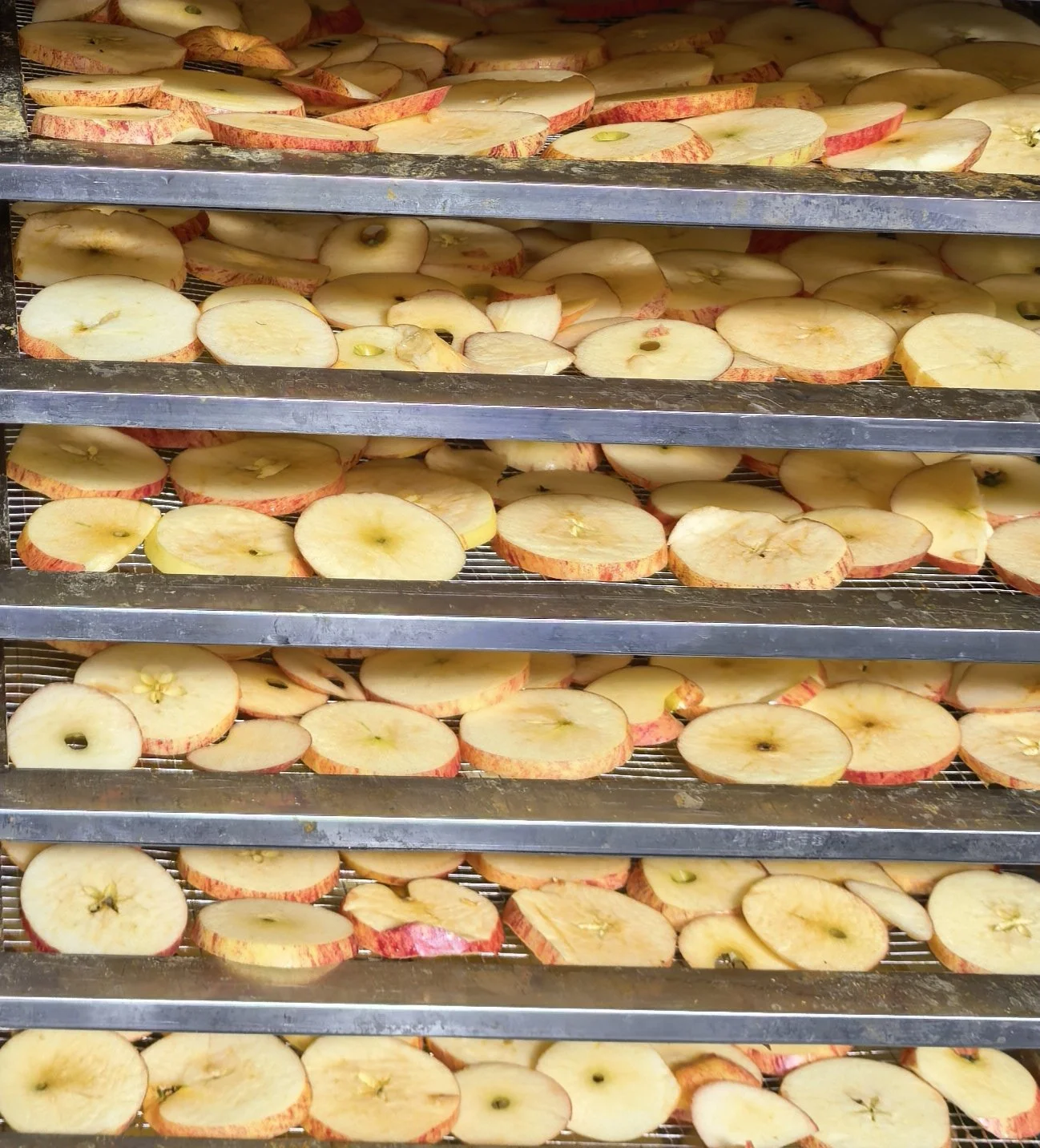 Sliced apples drying on metal racks in a food dehydration or drying process.
