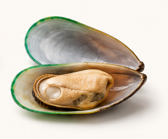 Open mussel shell with the mussel inside on a white surface