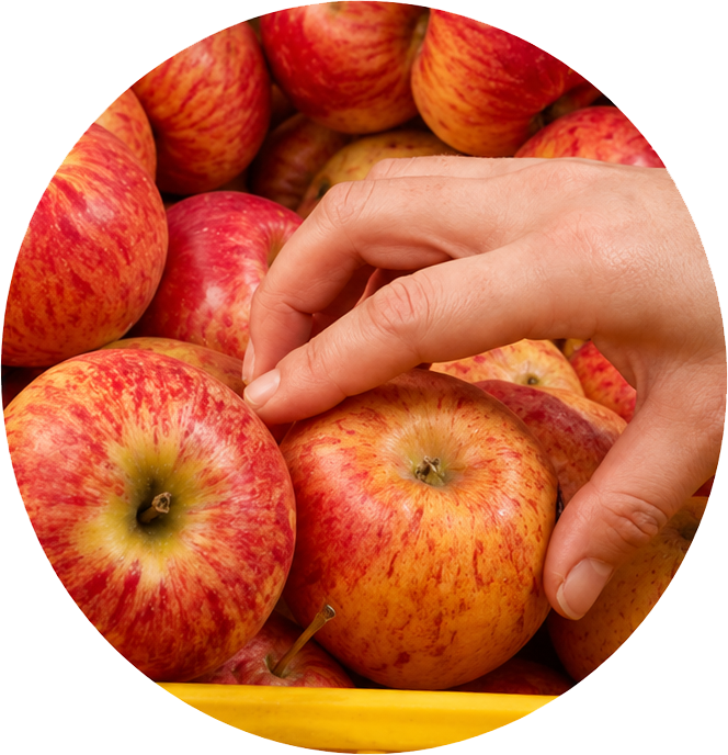 Close-up of a hand reaching for red and yellow apples in a basket.