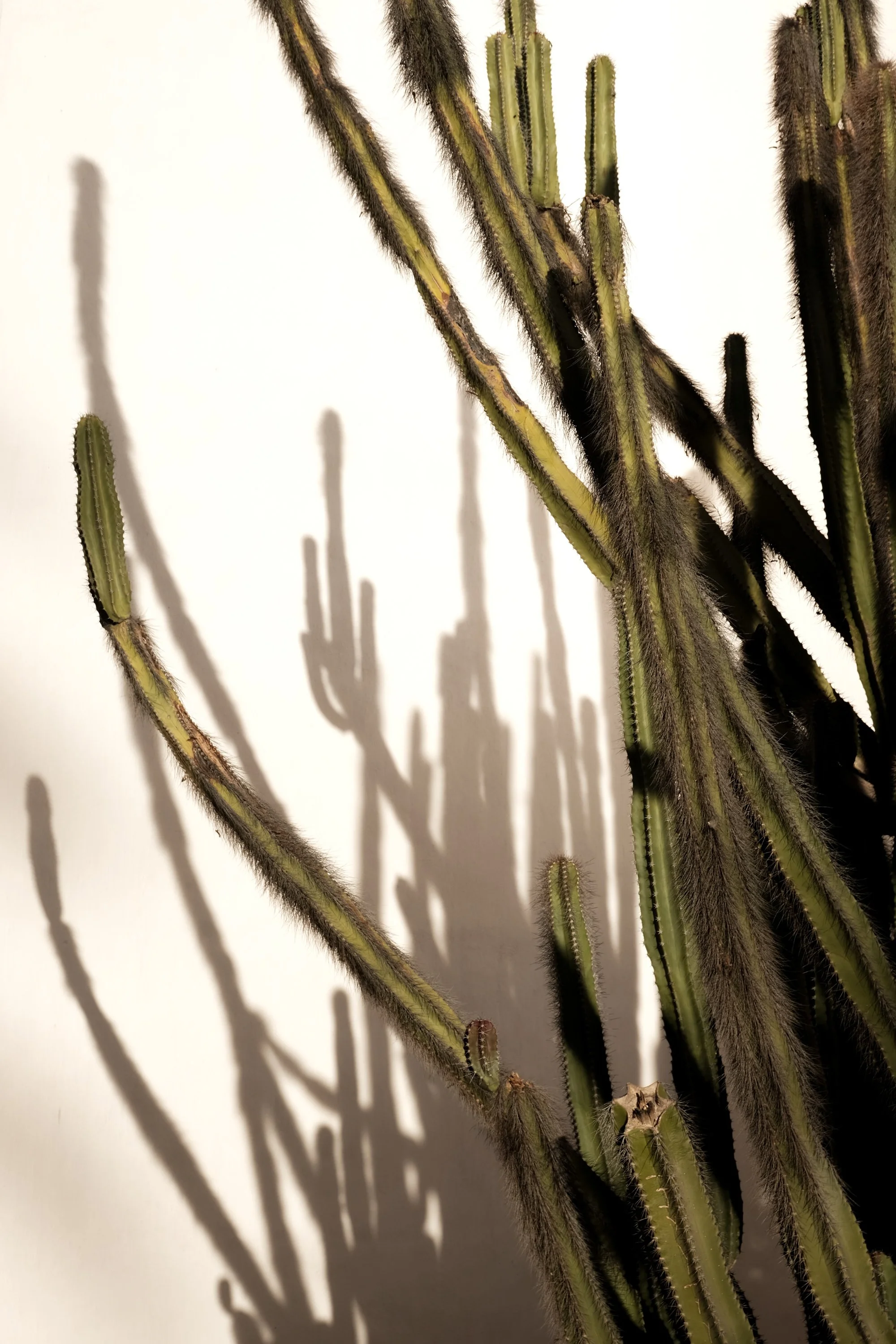DSCF4275.jpg