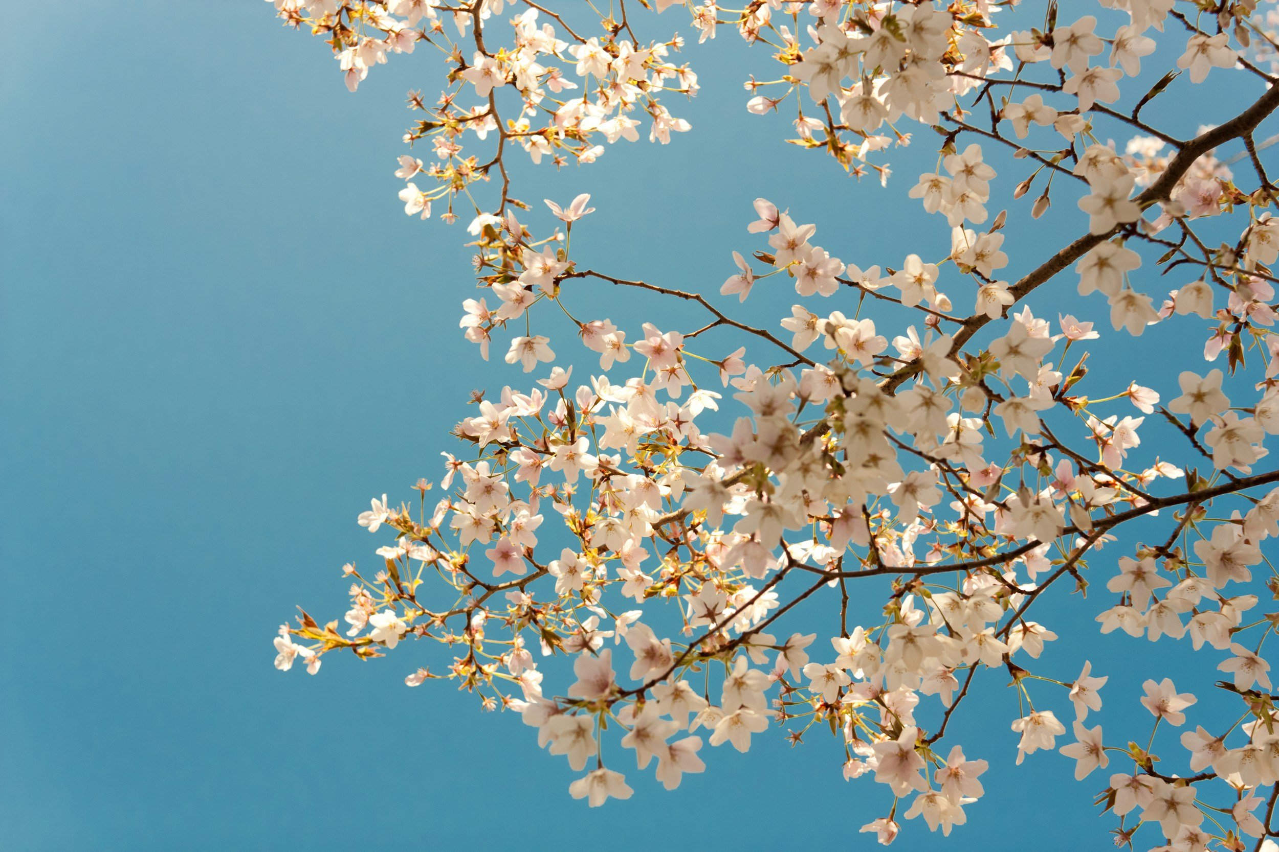 Close-up of cherry blossom branches with pink and white flowers against a clear blue sky.