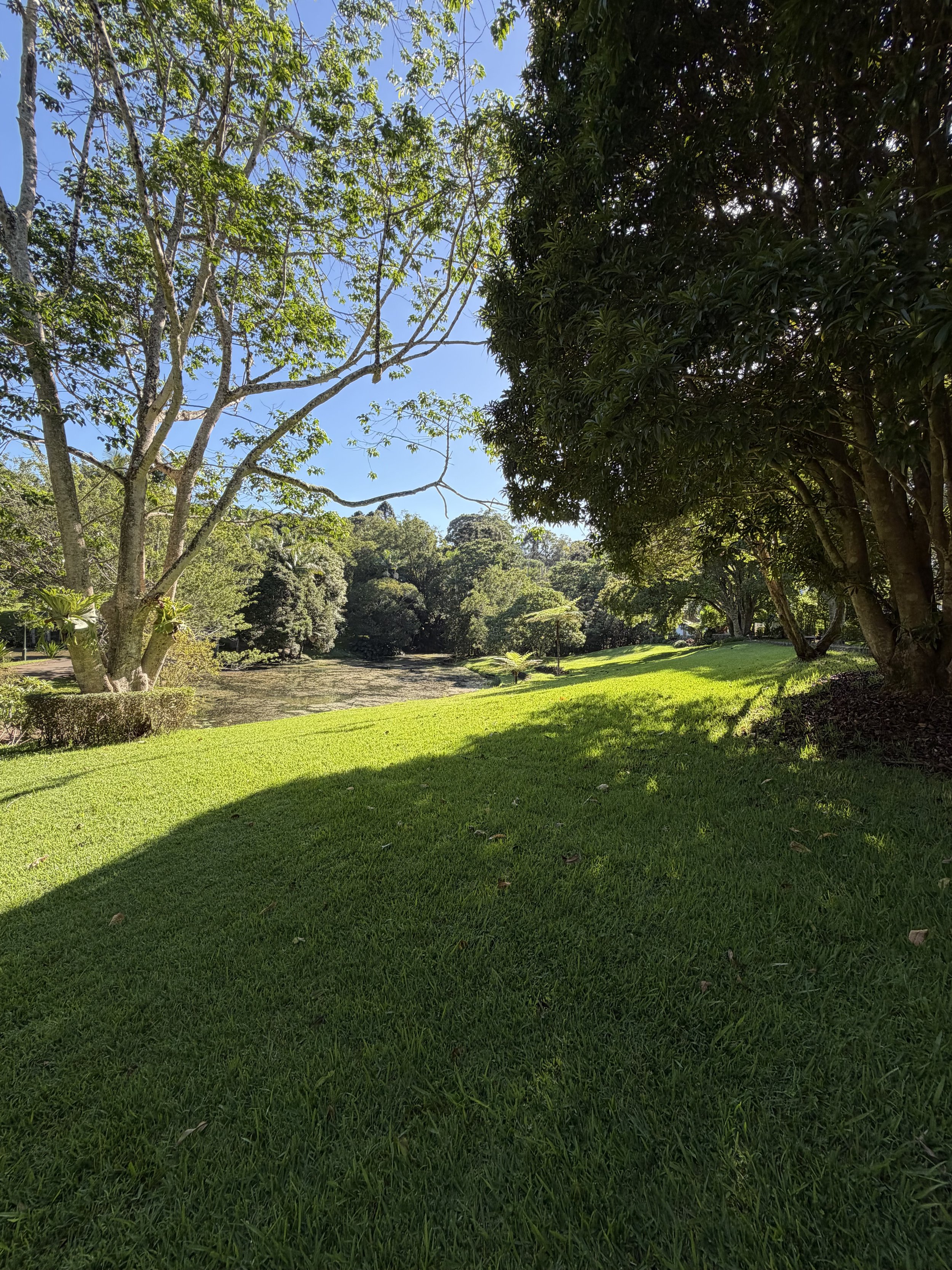 A lush, green park with well-maintained grass, several large trees with thick foliage, and a small pond in the background. The sky is clear and blue, indicating a sunny day.