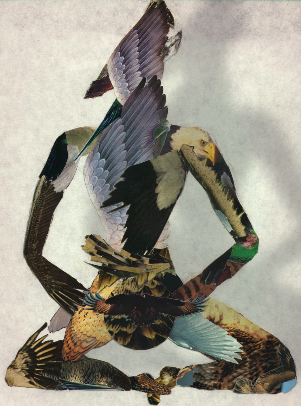 Collage of various bird photographs arranged to form a stylized human figure with wings and a beak.