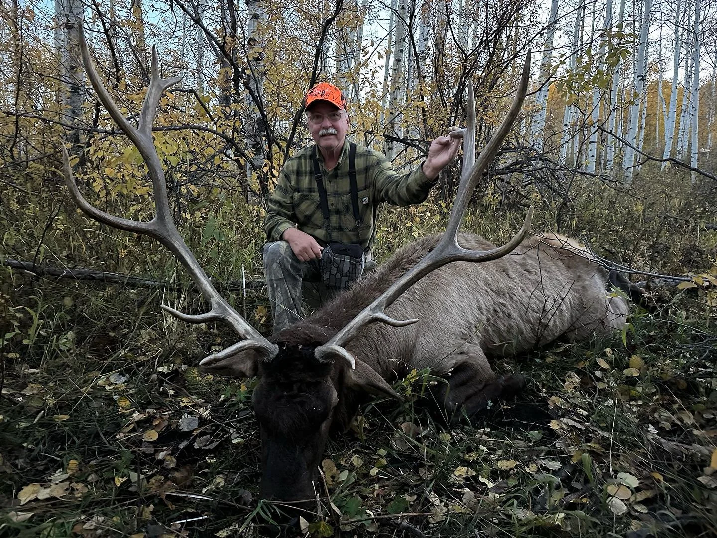 This bull was very under weight, turns out he had a broken jaw. 
&bull;
&bull;
&bull;
&bull;
#huntutah #elk #muledeer #archery #rifle #muzzleloader #chalkcreek #humpypeak #sheepcamp #westernrangecamps #phelpsgamecalls