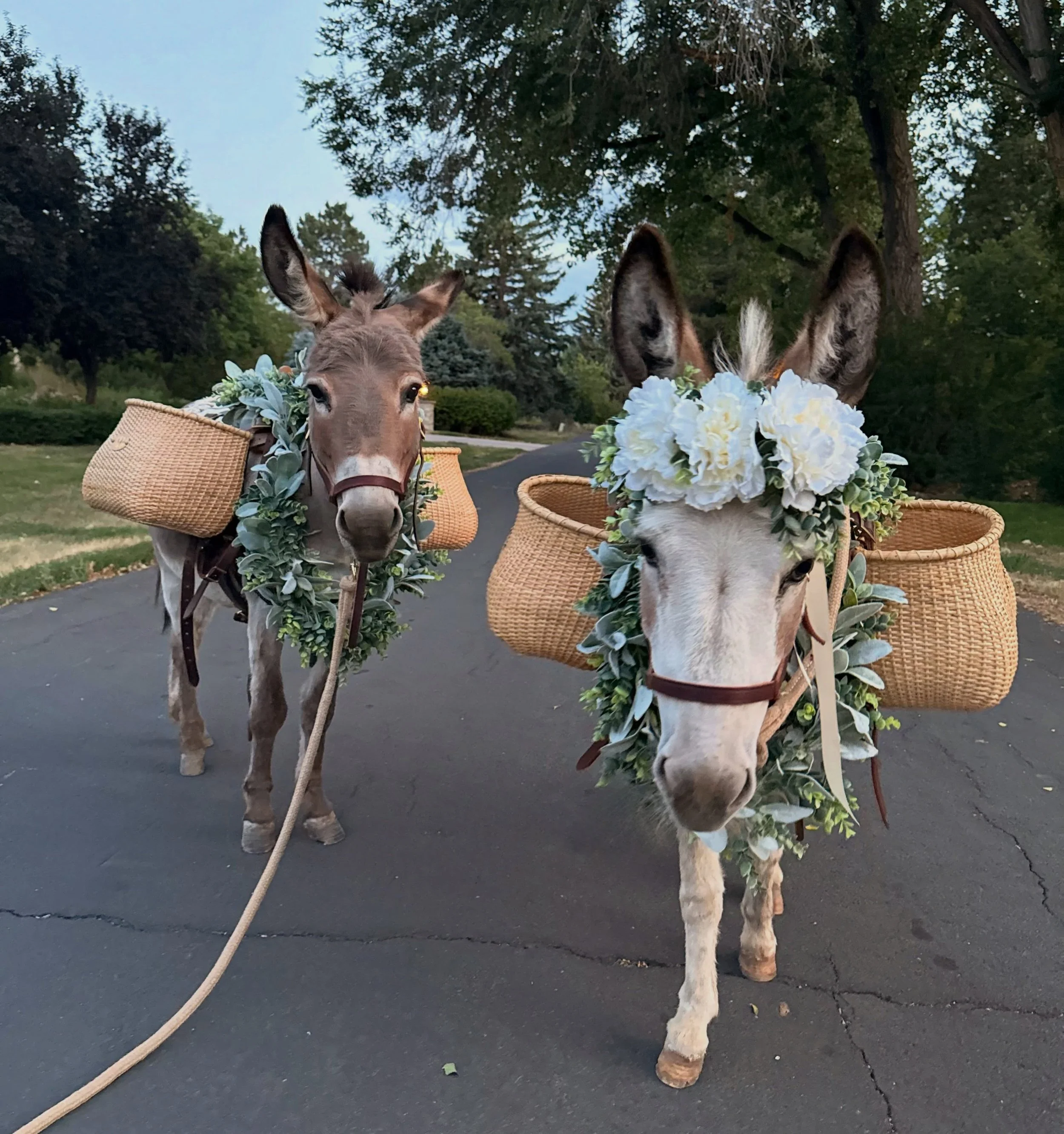 Meet our Team 🤍

Sedona and Stetson bring a rare blend of elegance, charm, and personality to every celebration. As professionally trained beverage burros, they offer a truly unique experience designed to delight guests and create unforgettable memo