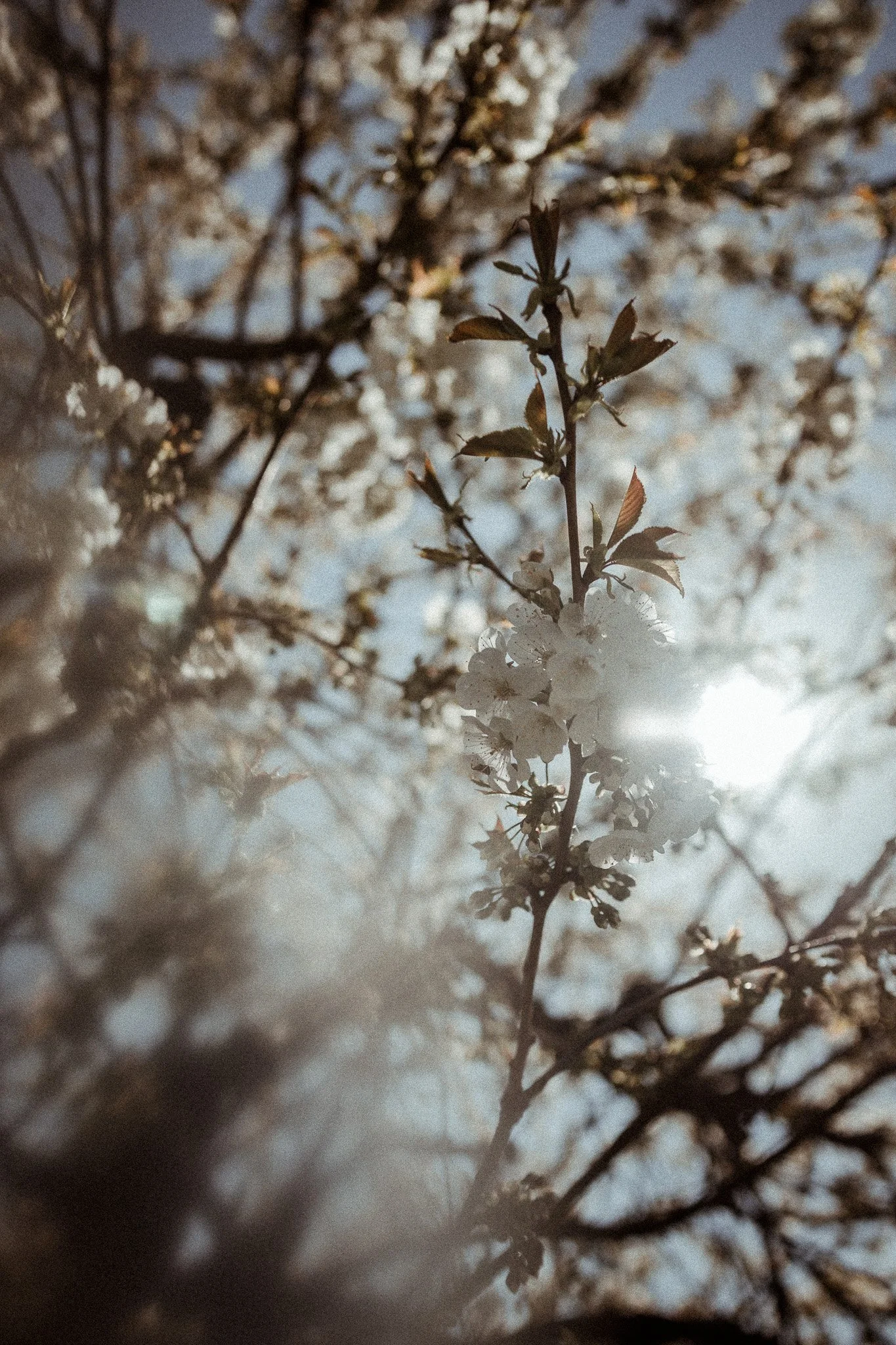 Ramure d'arbre avec fleurs blanches de près, flou en arrière-plan, éclairée par la lumière solaire comme symbole de bien-être retrouvé dans le cadre d'un accompagnement personnalisé pour retrouver confiance en soi en Alsace, à Colmar.