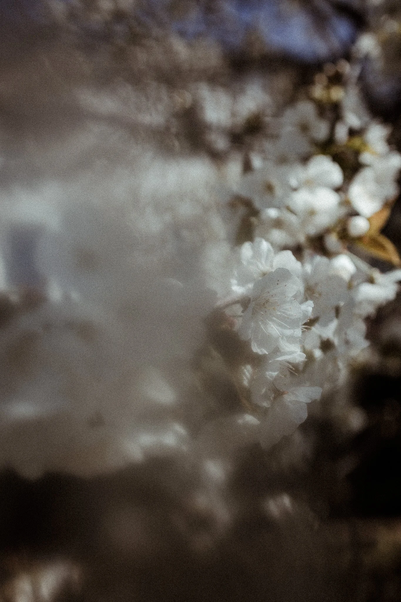Fleurs blanches en gros plan avec fond flou.