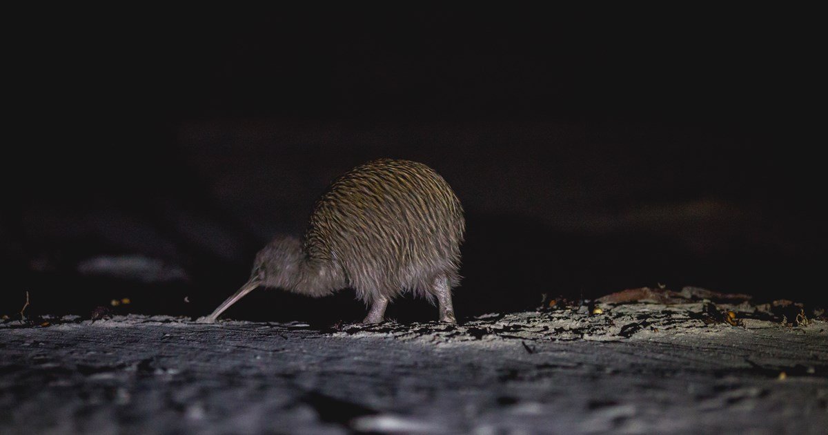 A small, furry animal with a pointed snout and short legs, foraging on a dark, textured surface at night.