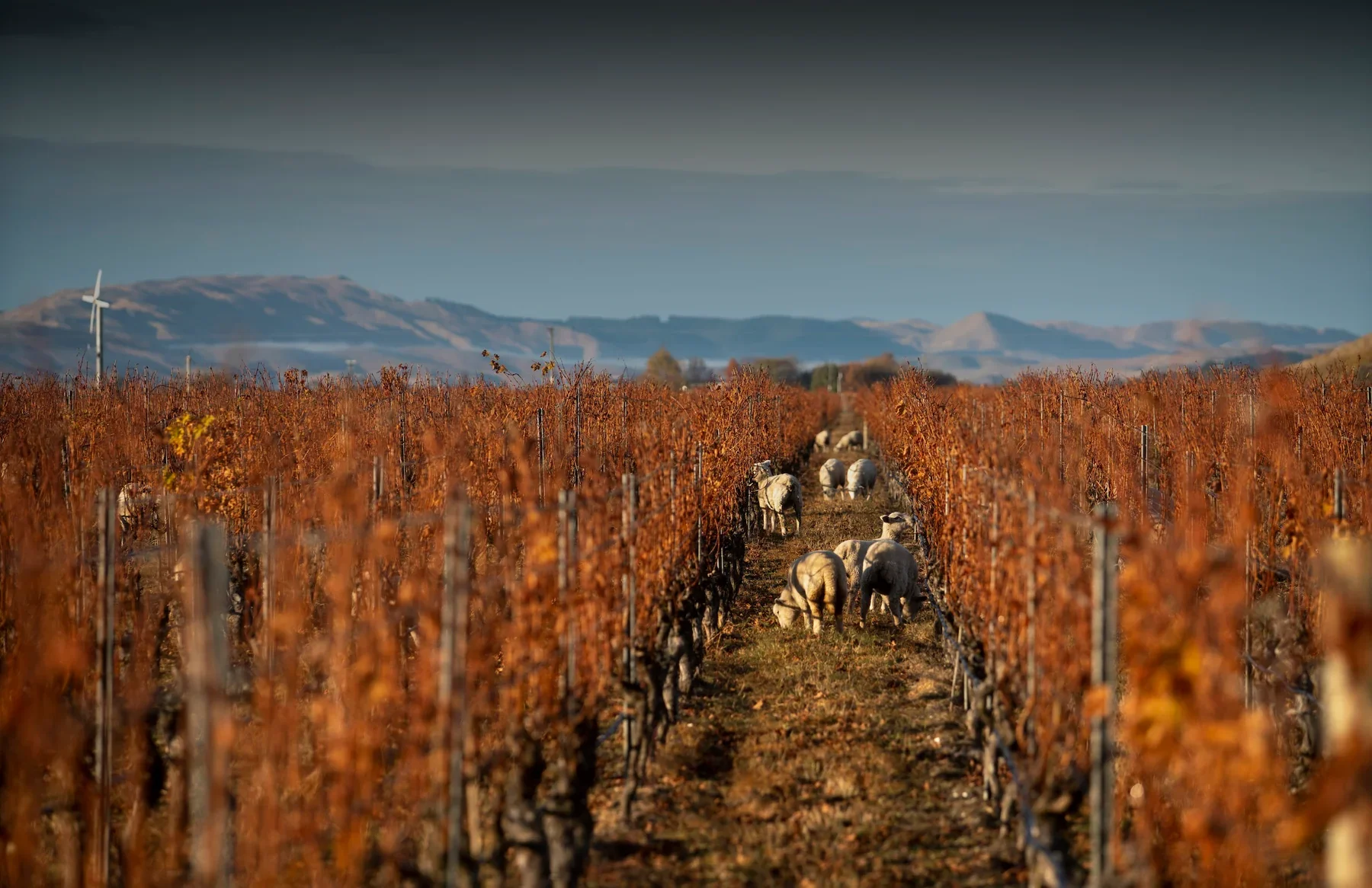 A vineyard with rows of grapevines with orange and yellow leaves, and sheep grazing between the rows. In the background, mountains and a cloudy sky are visible.