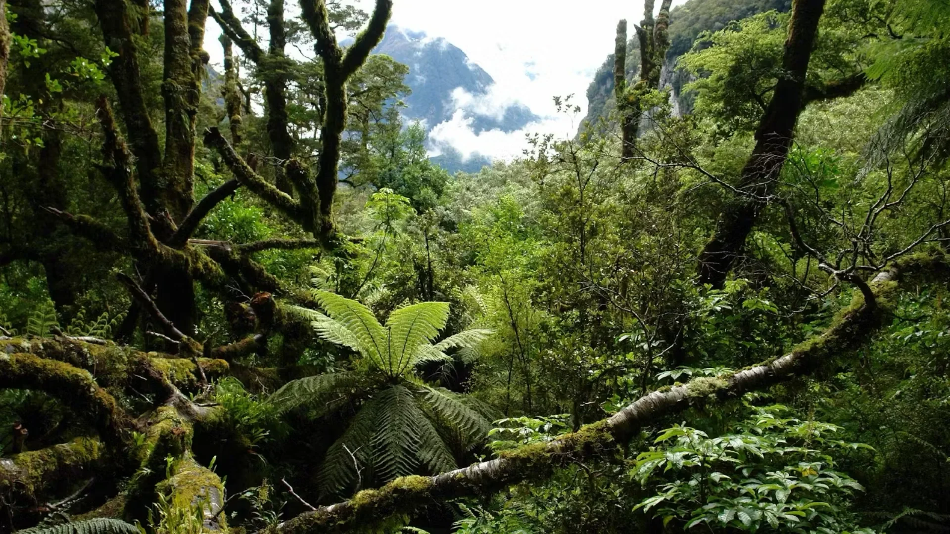 A lush green forest with moss-covered trees and ferns, mountain peaks in the distance, and clouds in the sky.