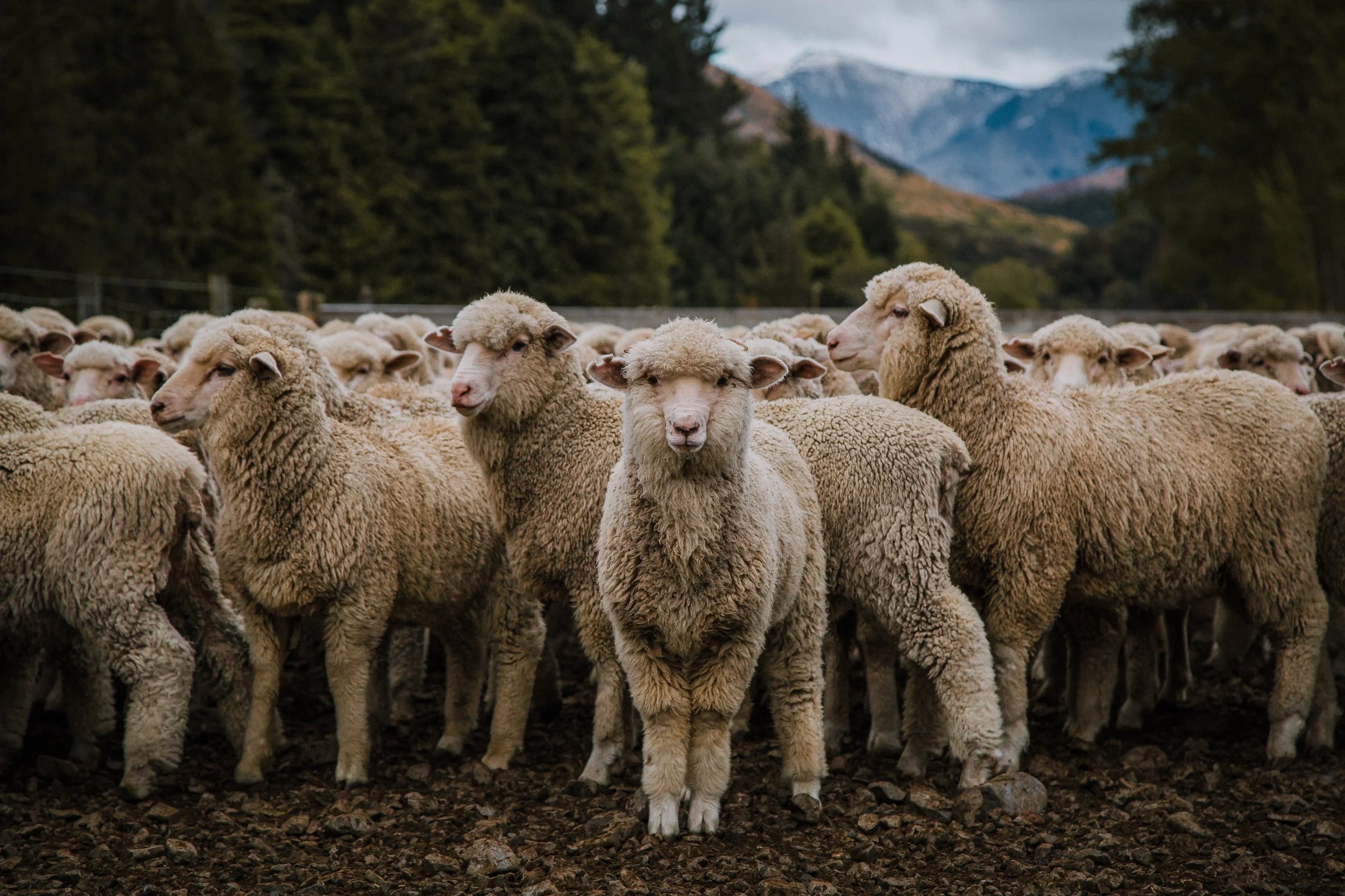 A group of sheep standing close together outdoors, with mountains and dense green trees in the background.