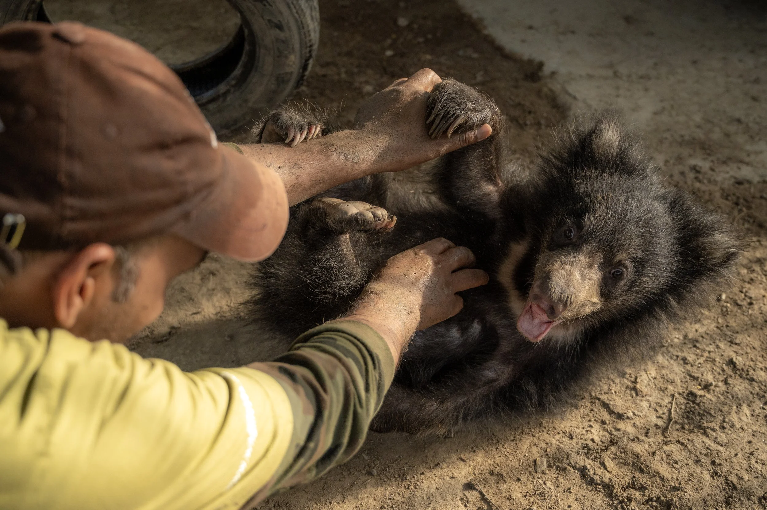 250523_ATHARVA PACHARNE_ABRF EXTENSION_SLOTH BEAR CUB_56.jpg