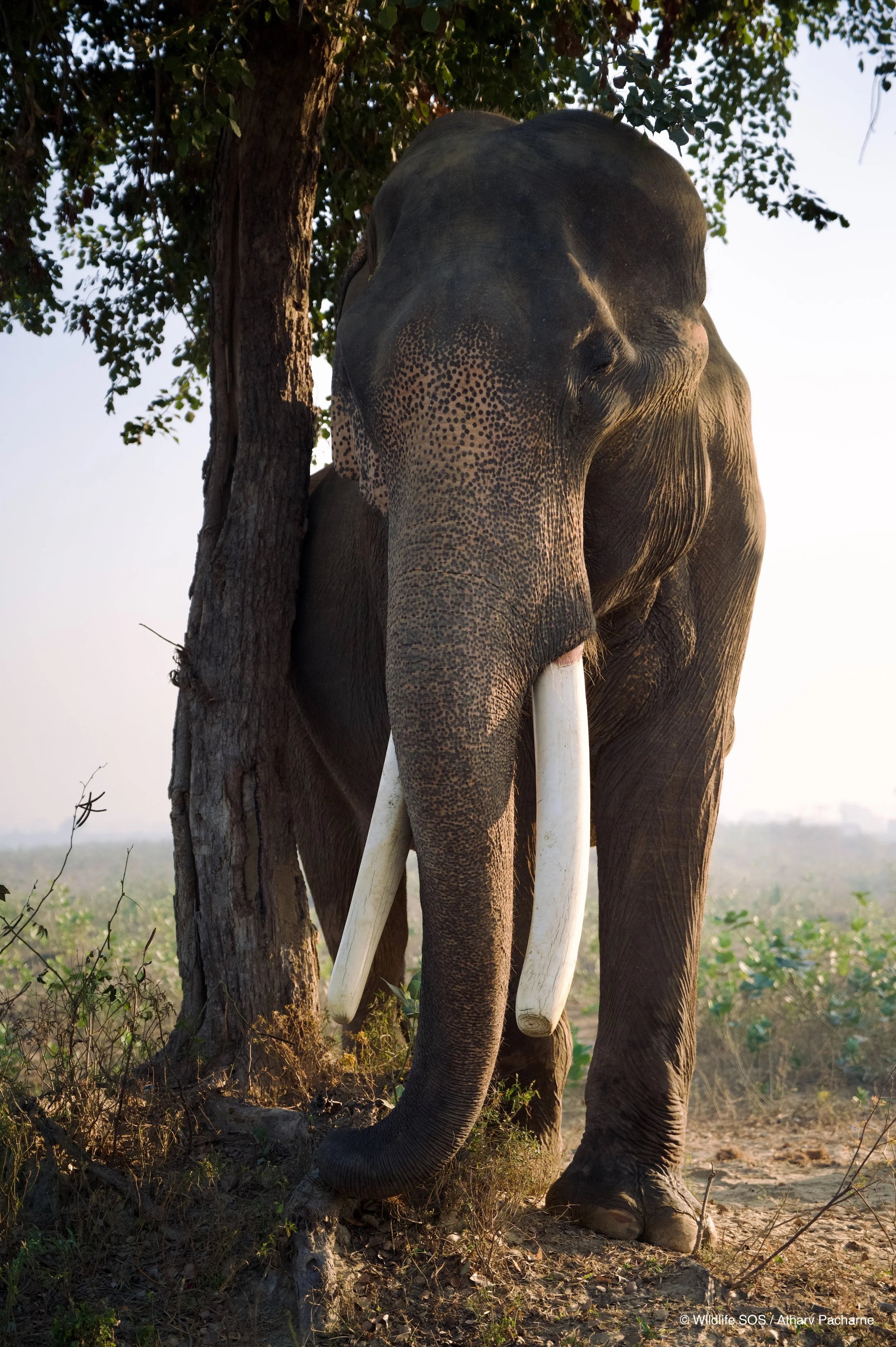251207_ECCC_ATHARVA PACHARNE_ELEPHANT_SURAJ_MORNING WALK_2.jpg