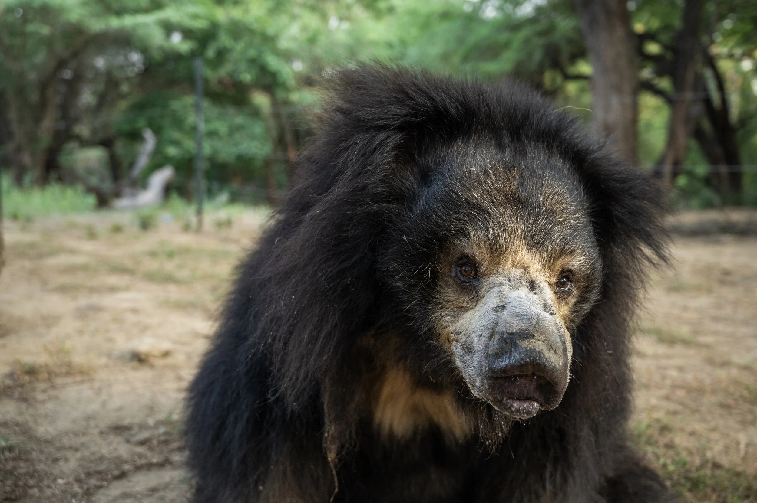 241017_ABRF_ATHARVA PACHARNE_BEAR_JALEBI_.jpg